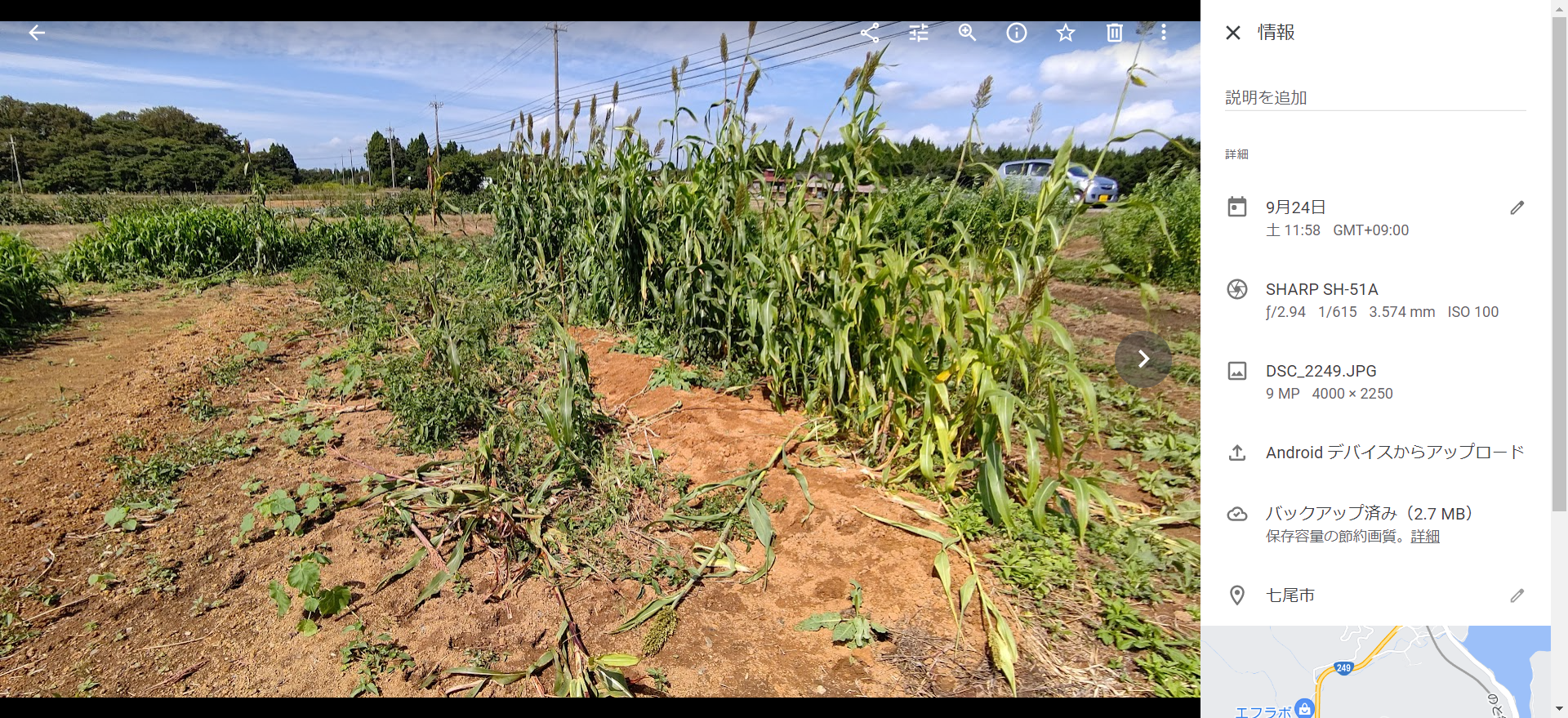 収穫する予定だったコーリャン(タカキビ)だけど、イノシシに荒らされた-2022-09-25