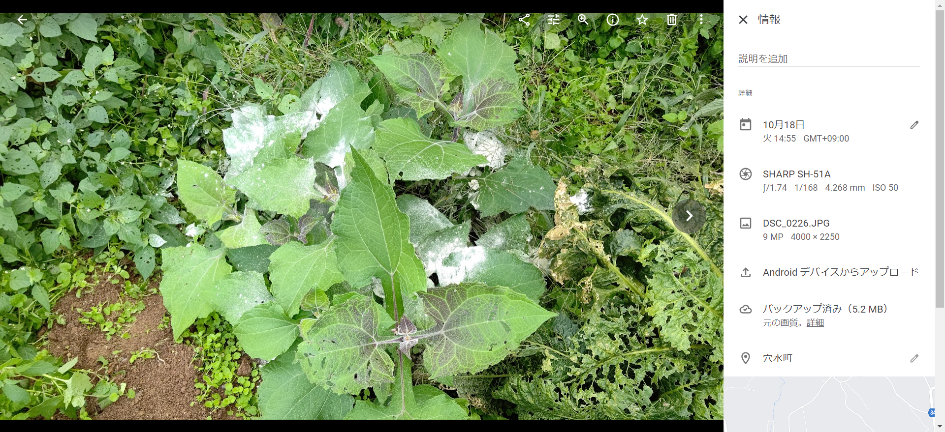 またイノシシに荒らされた-2022-10-18