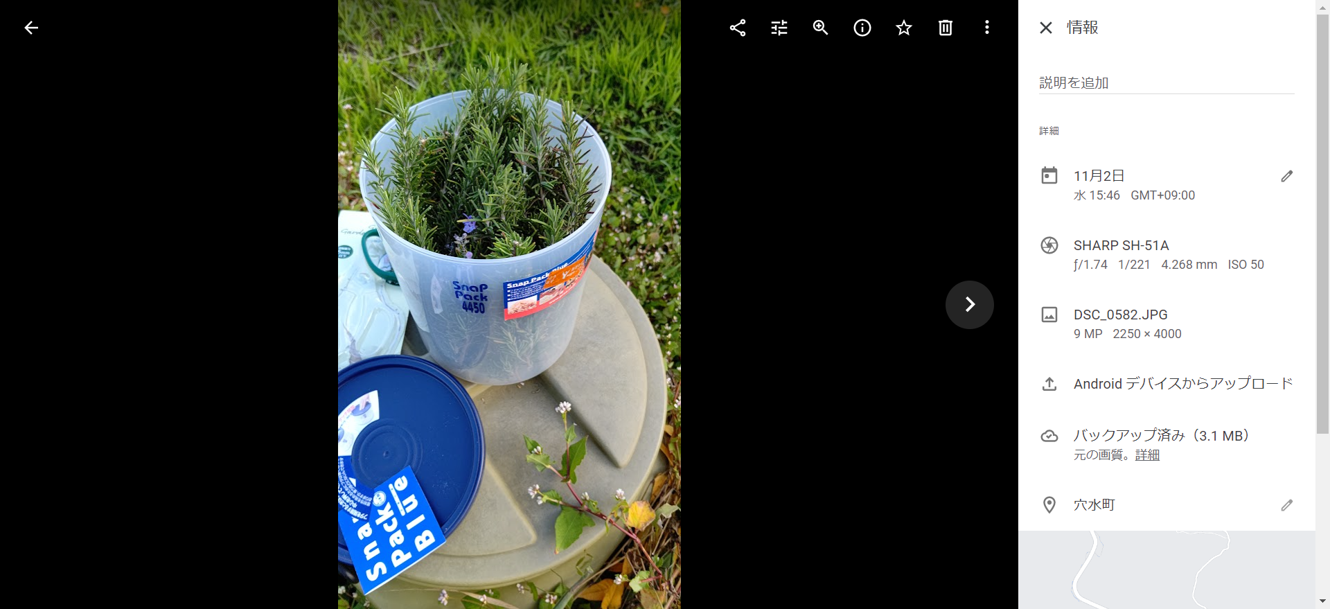 ローズマリーのトスカナブルーという品種です-2022-11-02