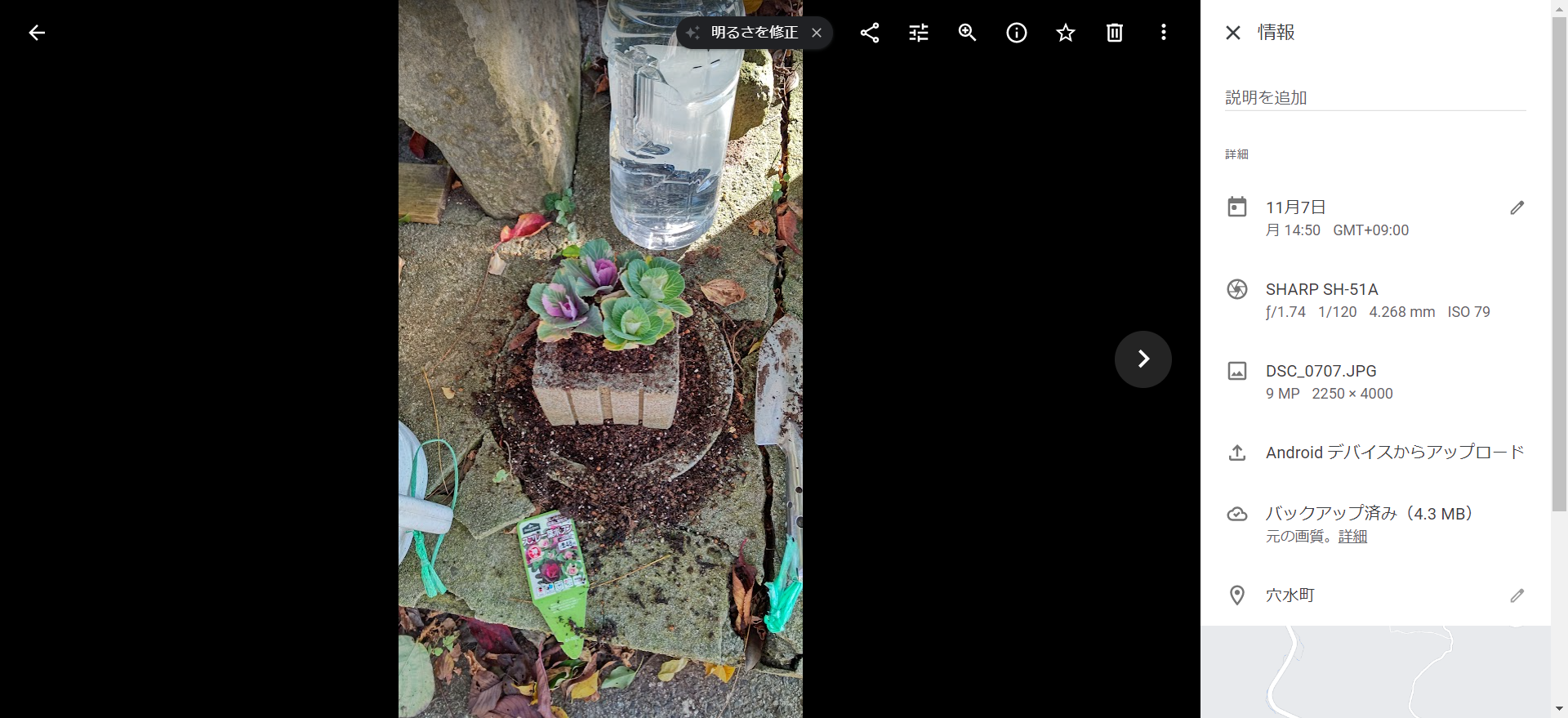 お地蔵さんの花が枯れたので、葉ボタンを植えました-2022-11-07