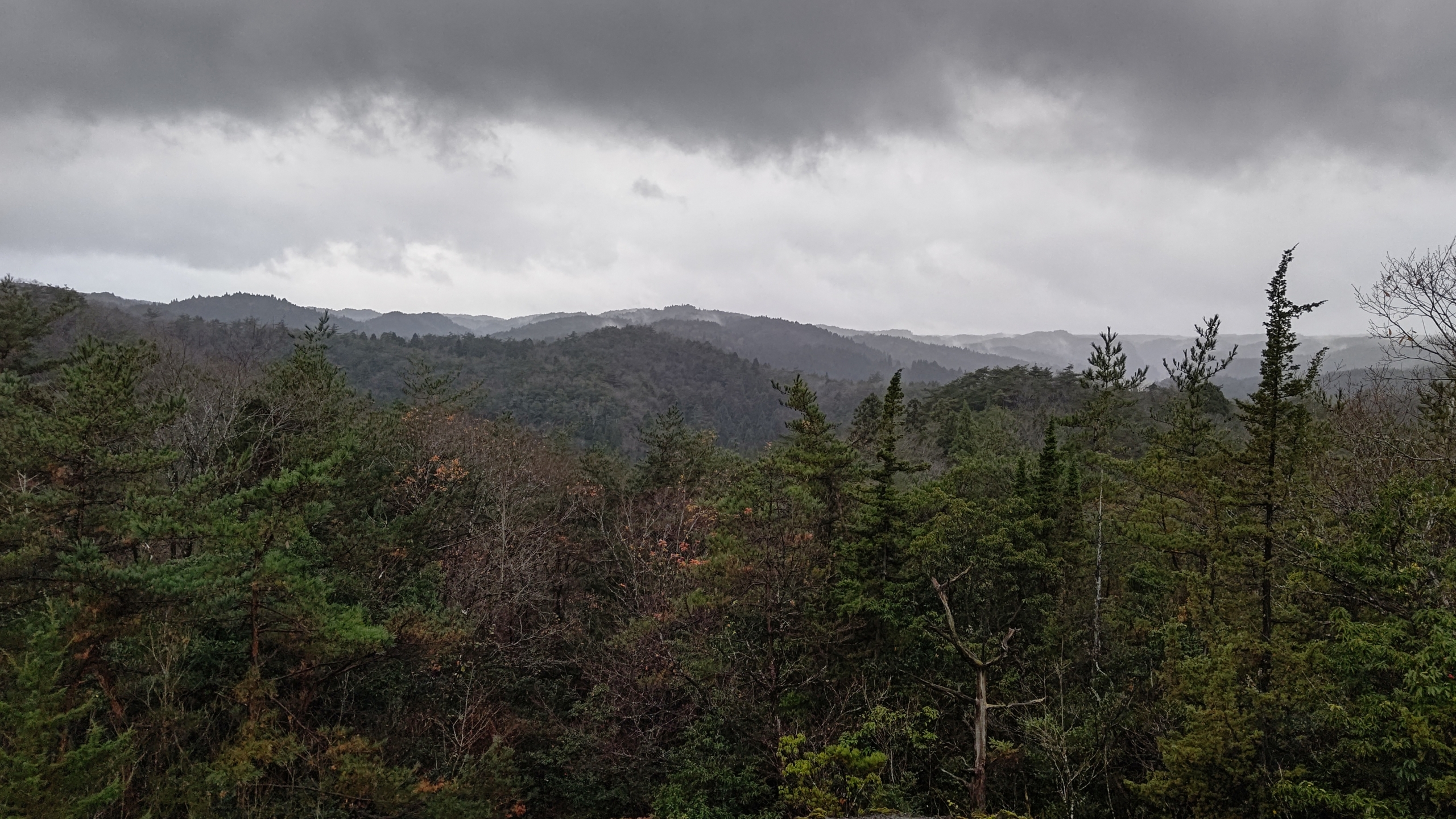 雨の日ですがウラジロ採取です-2022-12-04
