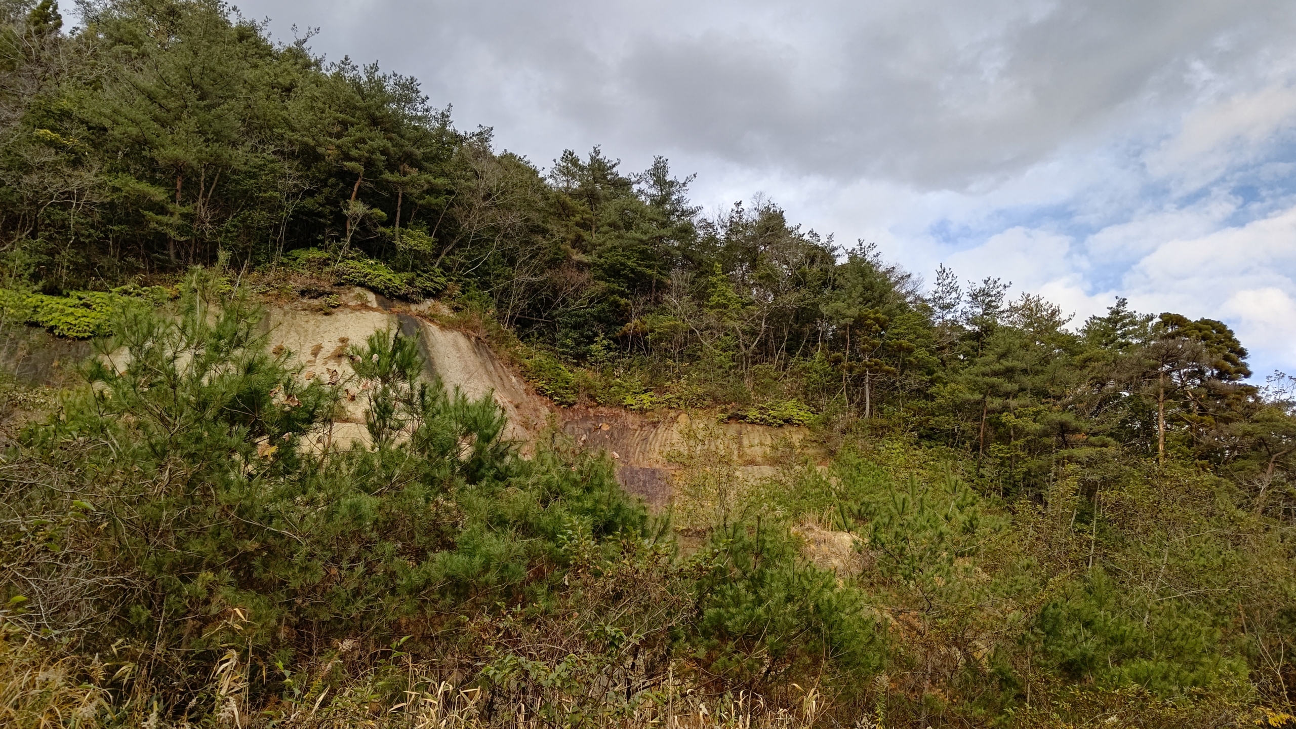 夜勤明けですがウラジロ取りに来てます-2022-12-12
