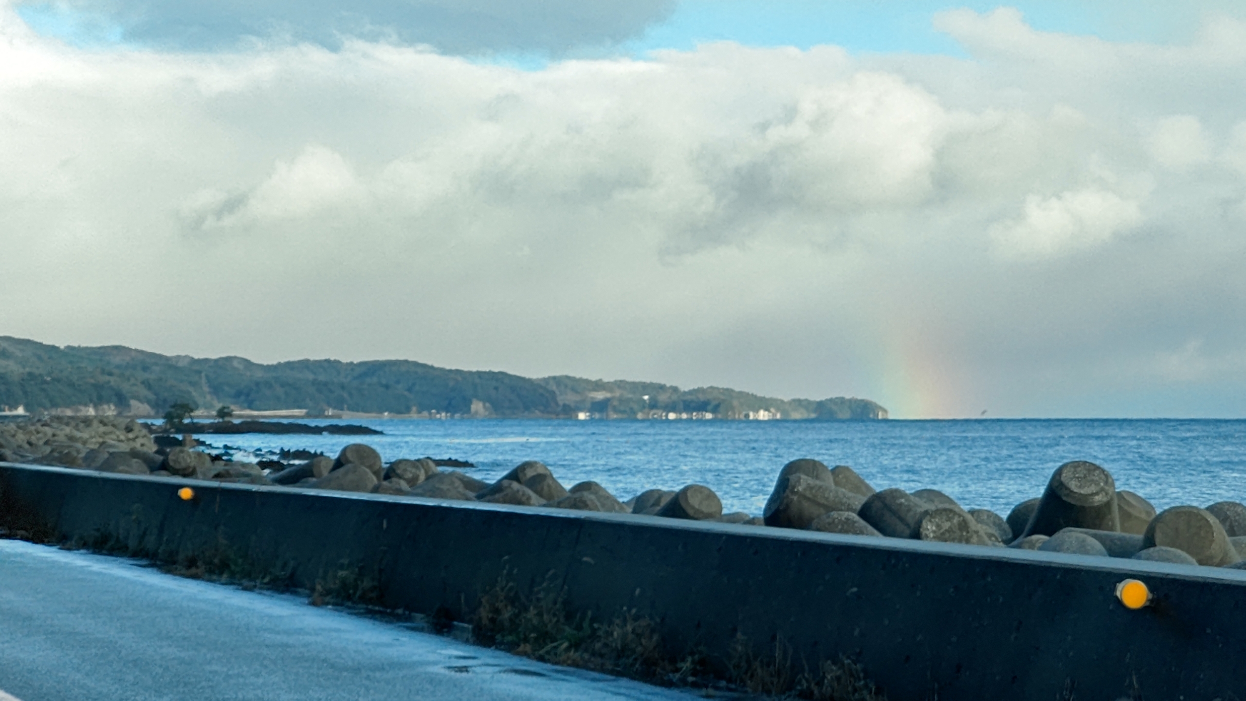 今日でウラジロは終わりました-2022-12-15