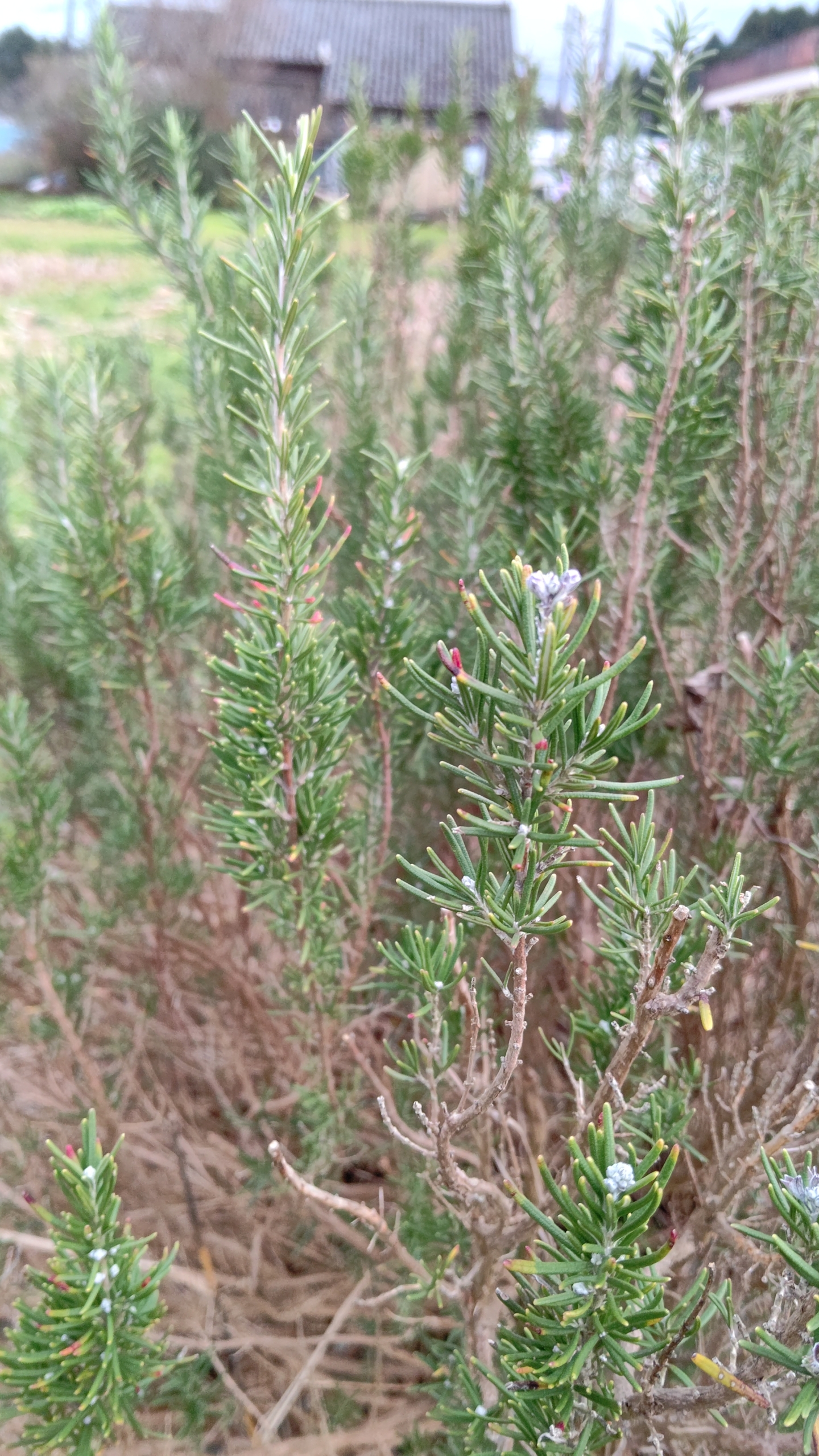 森本石油さんにローズマリーを少しですが届けました-2022-12-17