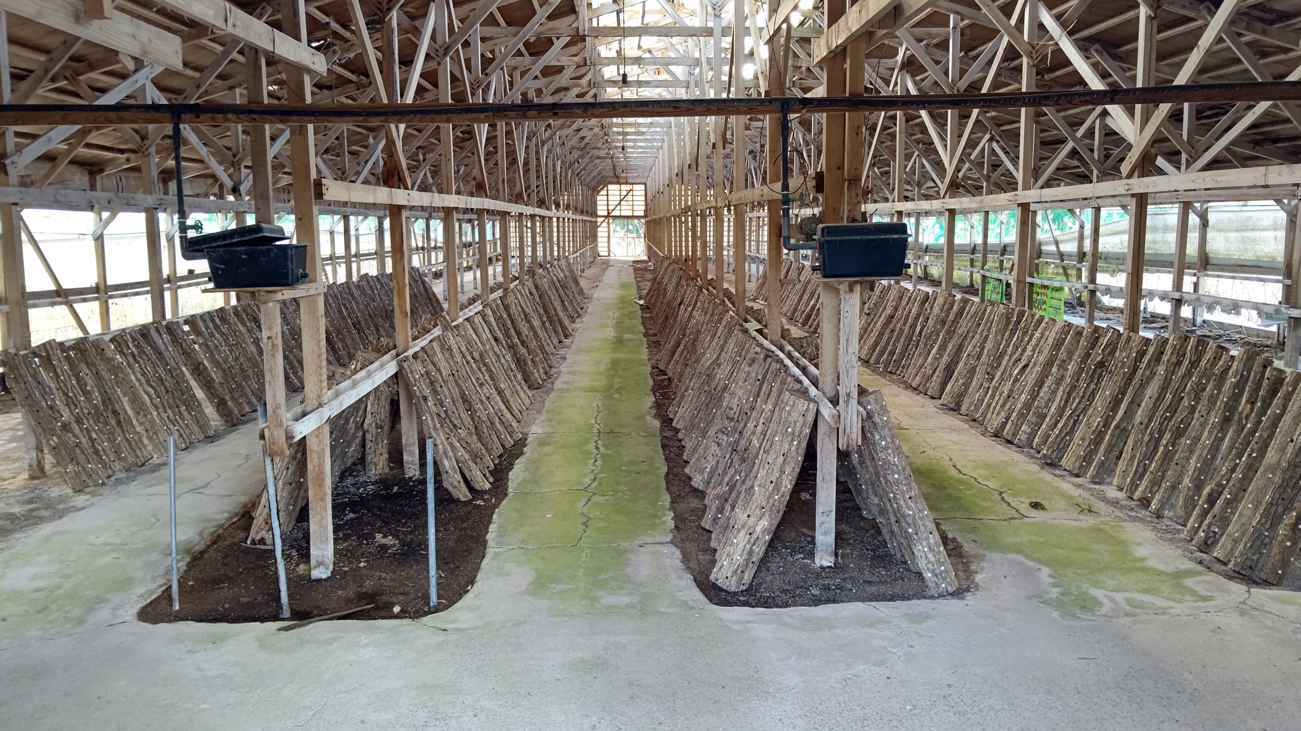 シイタケ栽培で使った廃ホダ木をもらったので、カブトムシ用にしてみる-2023-01-02