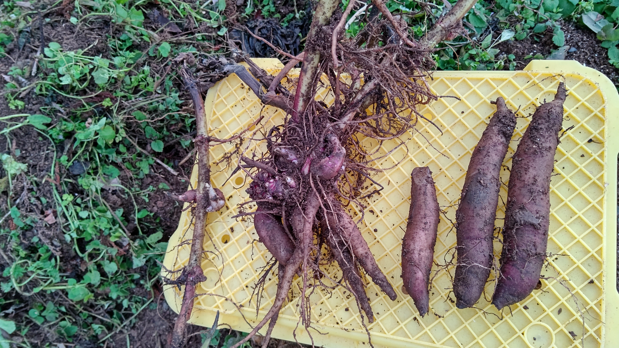 今年の在来品種のヤーコン。1月12日に掘り起こしました-2023-01-12