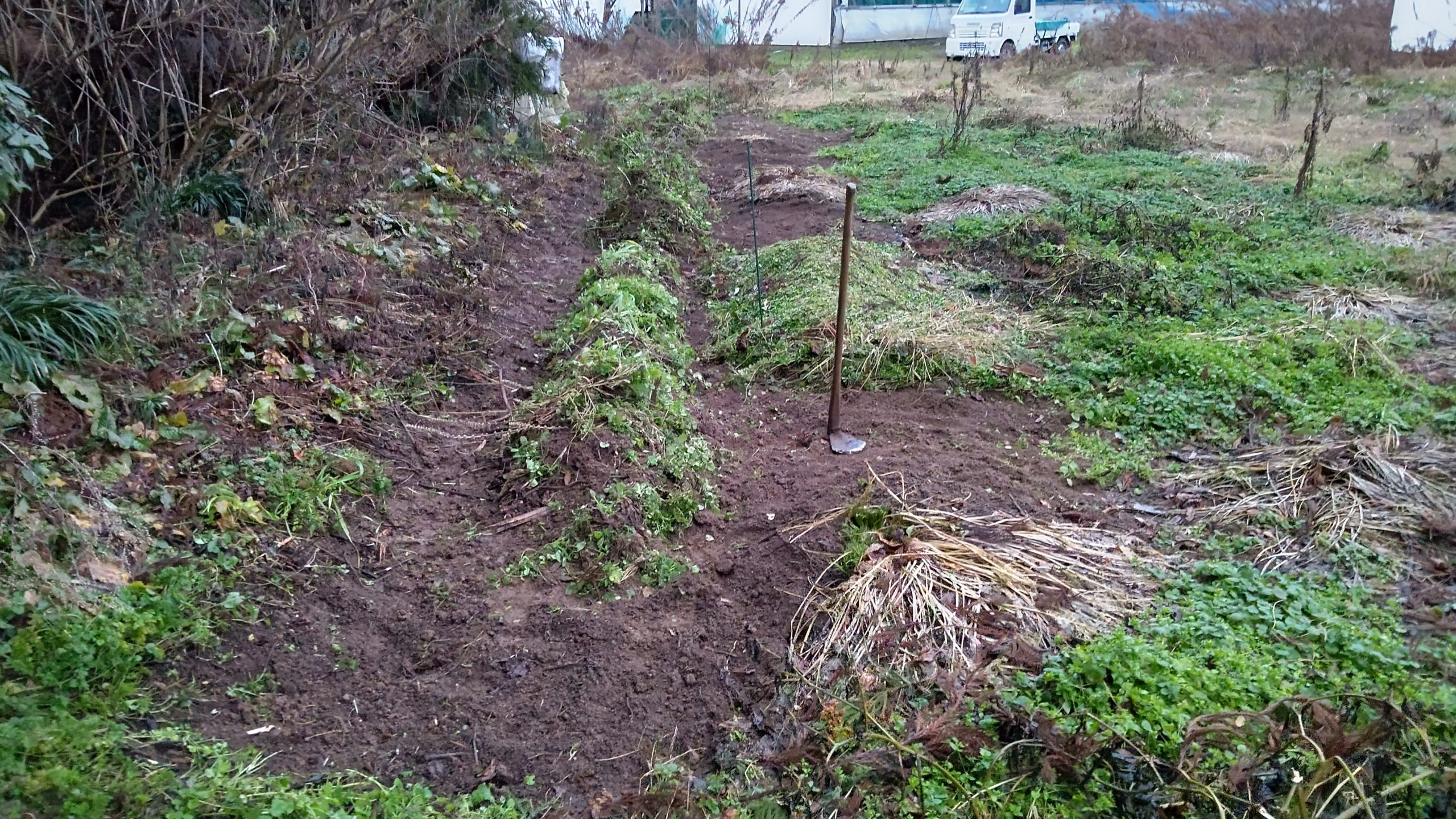 今日から西洋わさびを掘り上げる作業です-2023-01-13