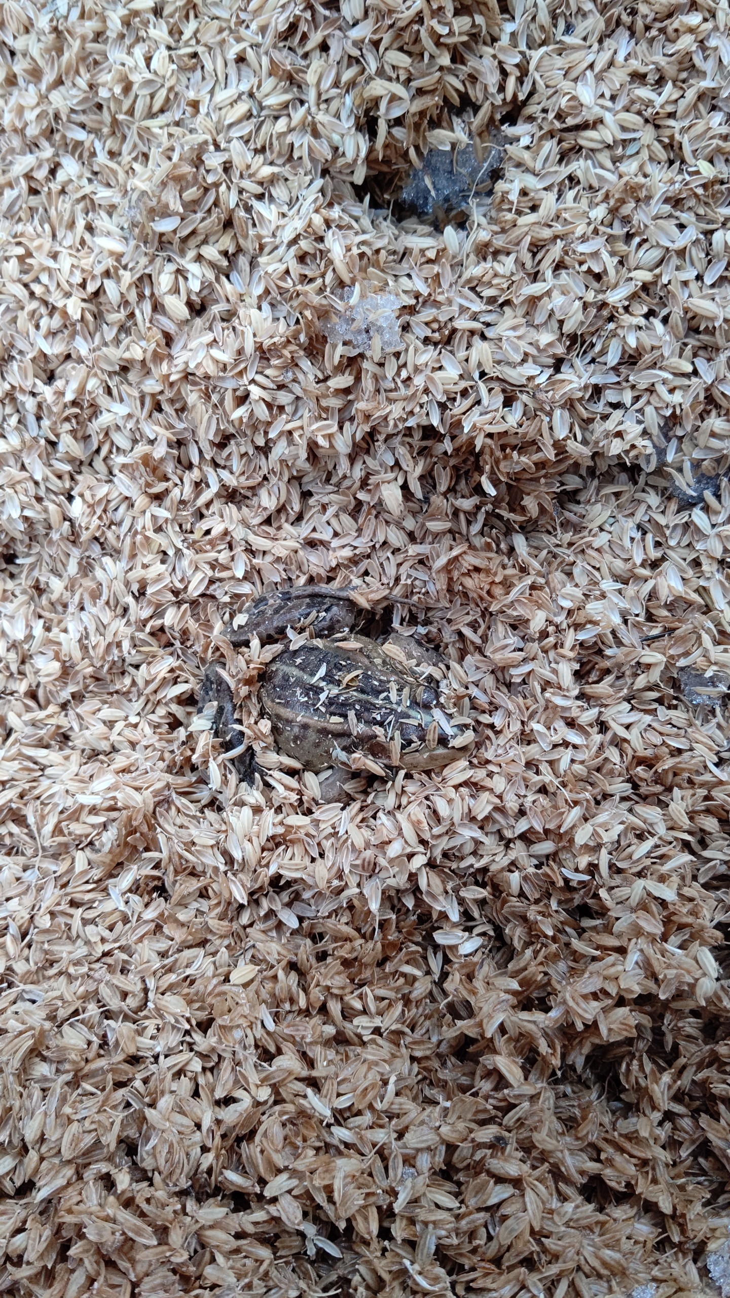 もみ殻の中にトノサマガエルが冬眠していたので元に戻しました-2023-02-06