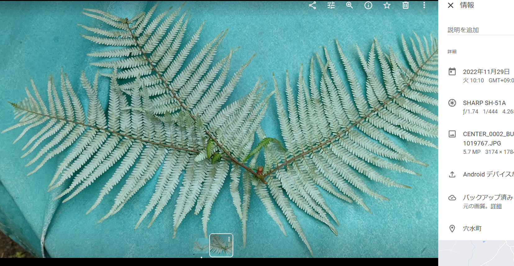 ウラジロの選別作業していて3枚葉を見つけました-2022-11-29