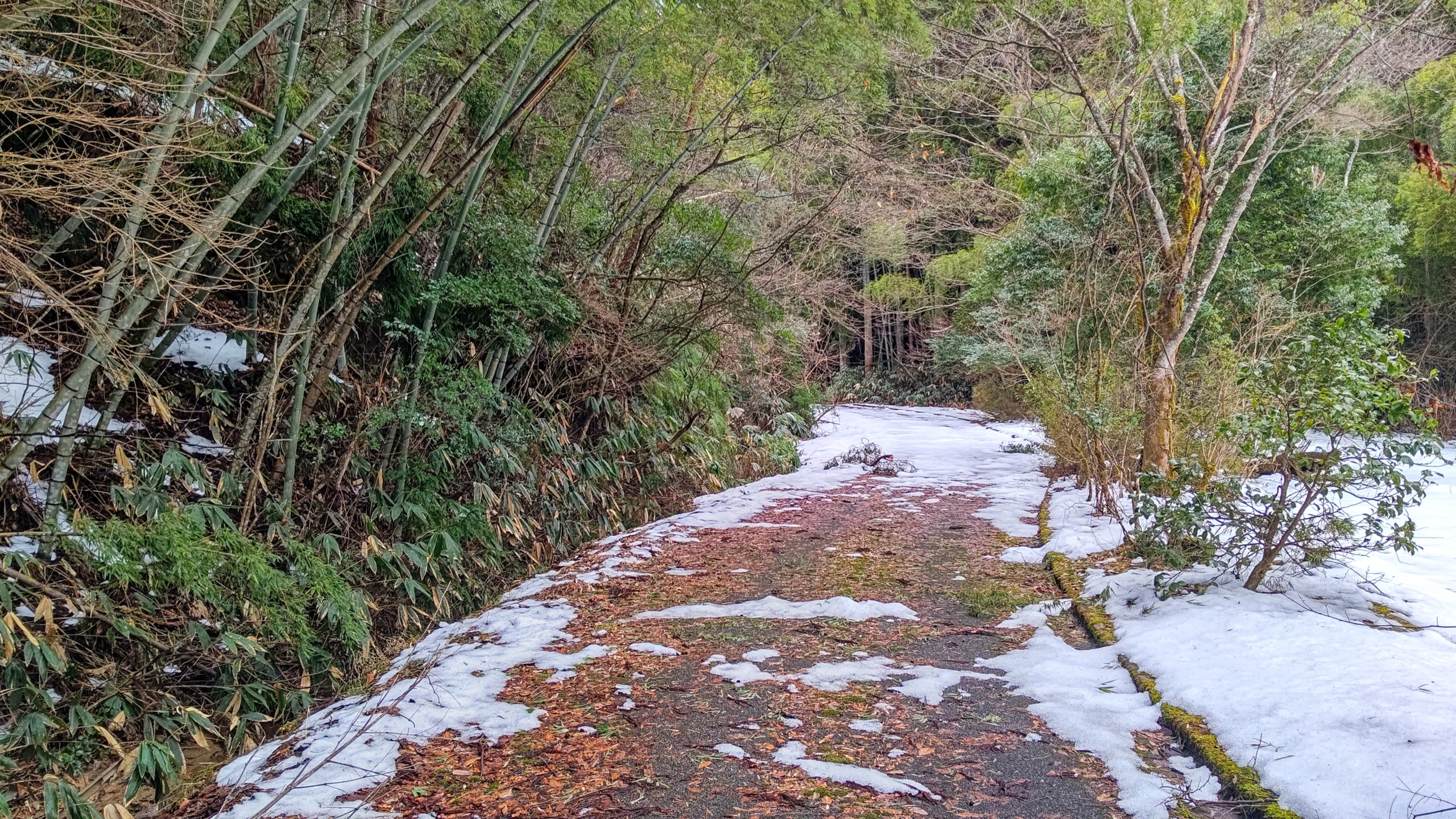 毎年ウラジロを採取に行っている場所まで出かけました