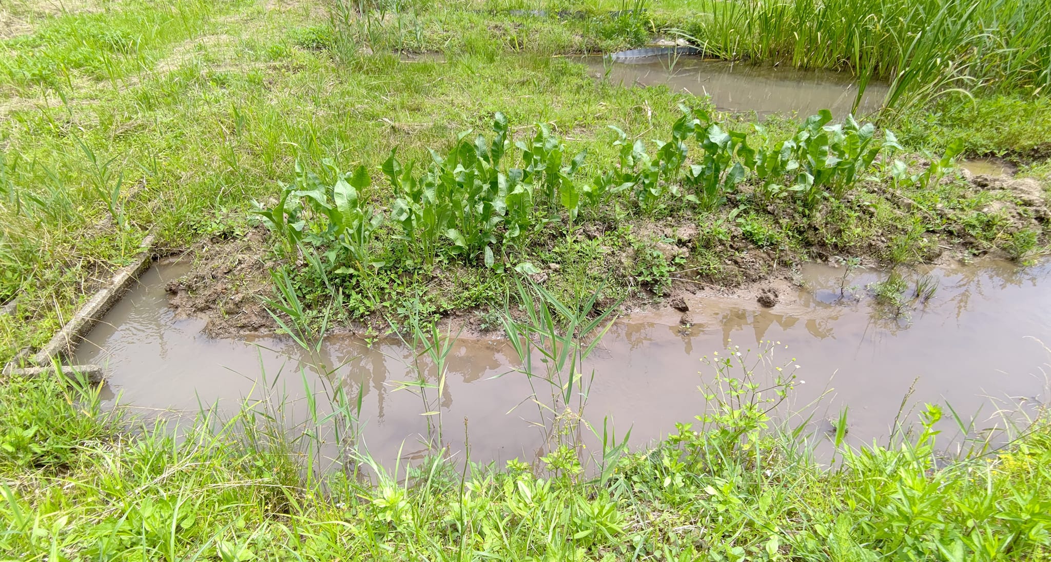 5年くらいかかりましたが、イノシシ避けの方法のめどがつきました-2023-03-23