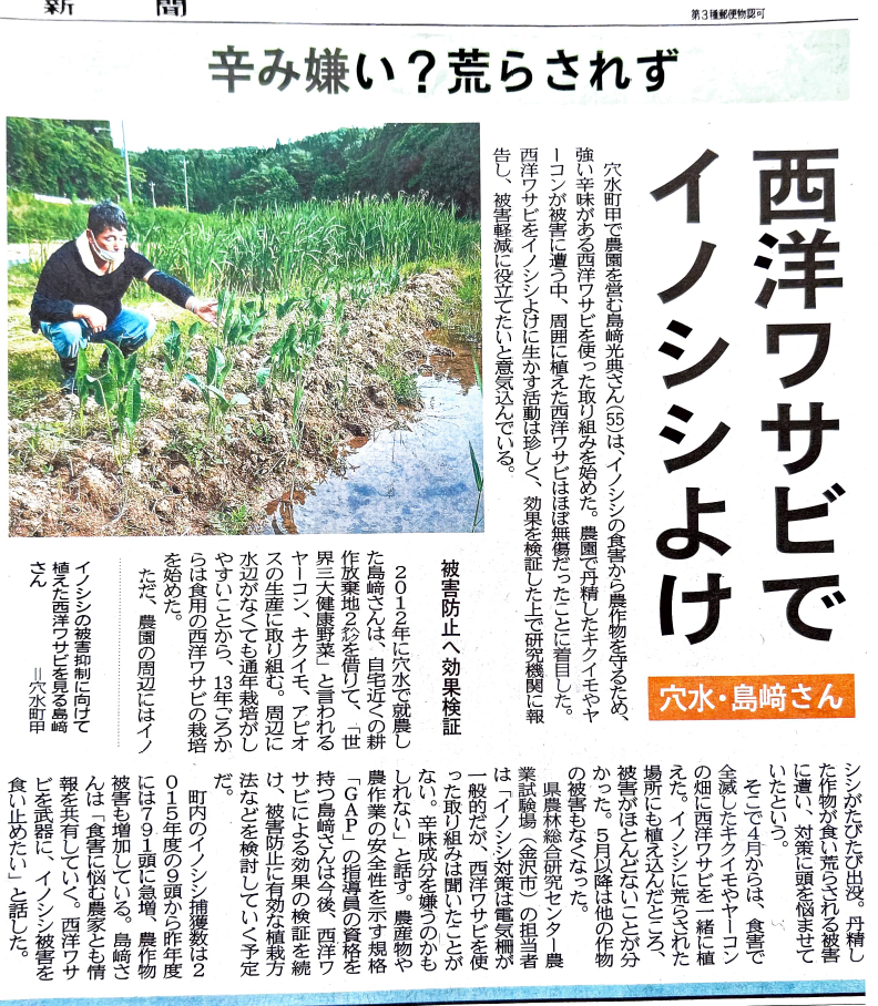 2年前に西洋わさびを使ってイノシシ避けの実験を始めました-2023-03-23