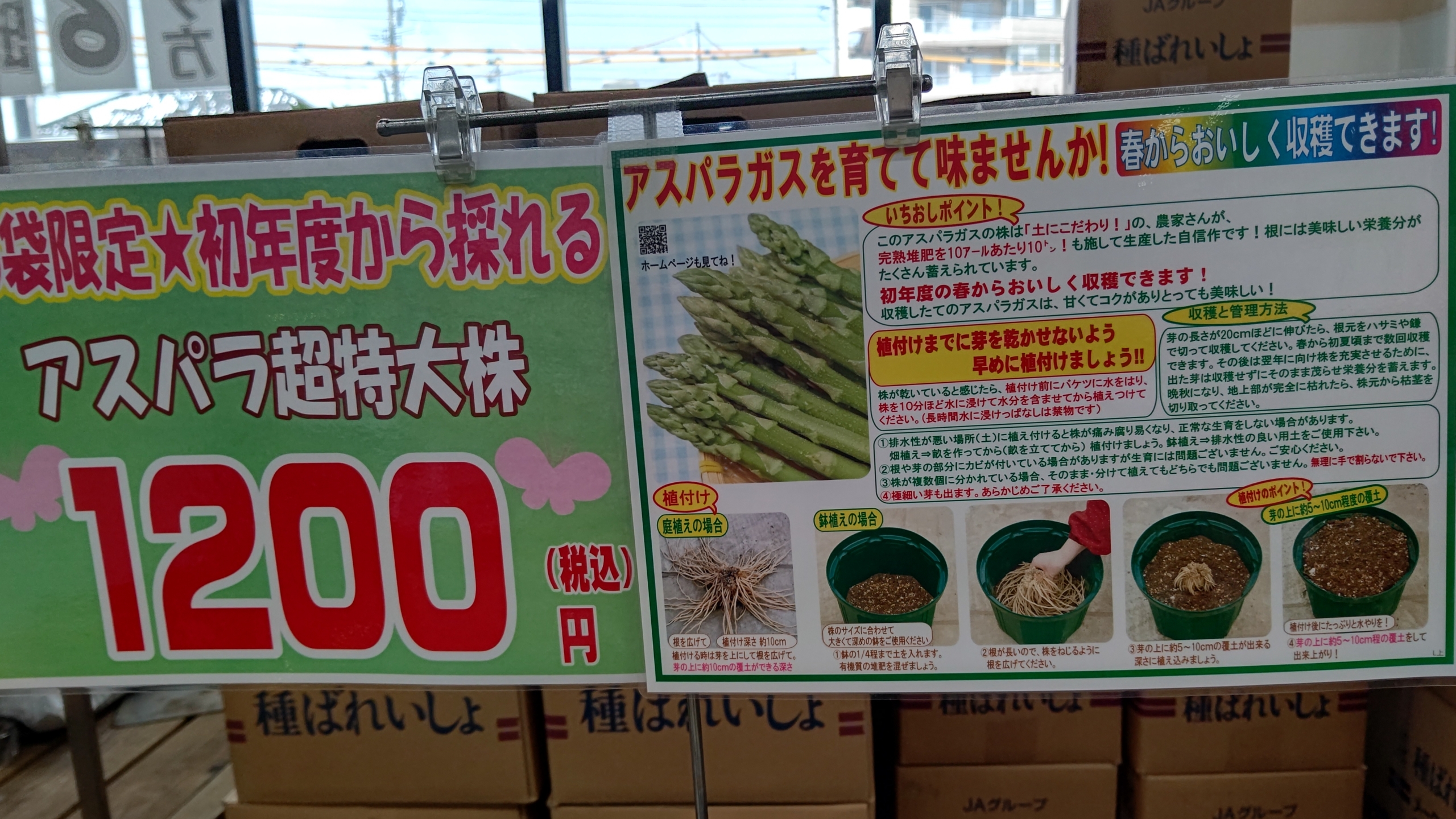 アスパラガスやらないの？って聞かれるけれど、苗の方が利益率はいいかもしれません-2023-01-31