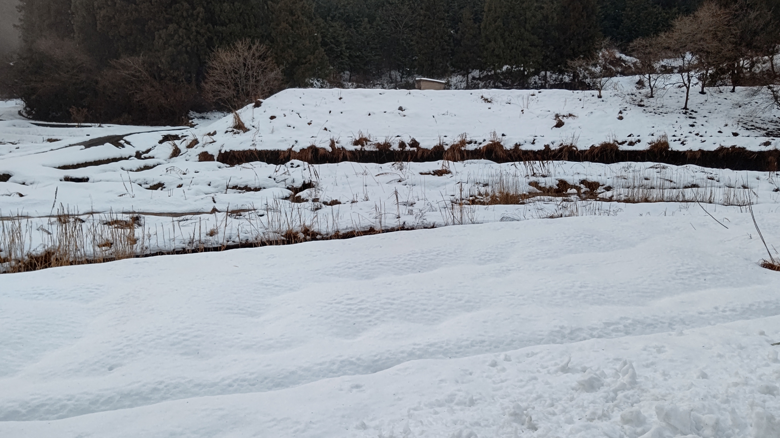 キクイモとアピオスはこの雪の下にあります-2023-02-01