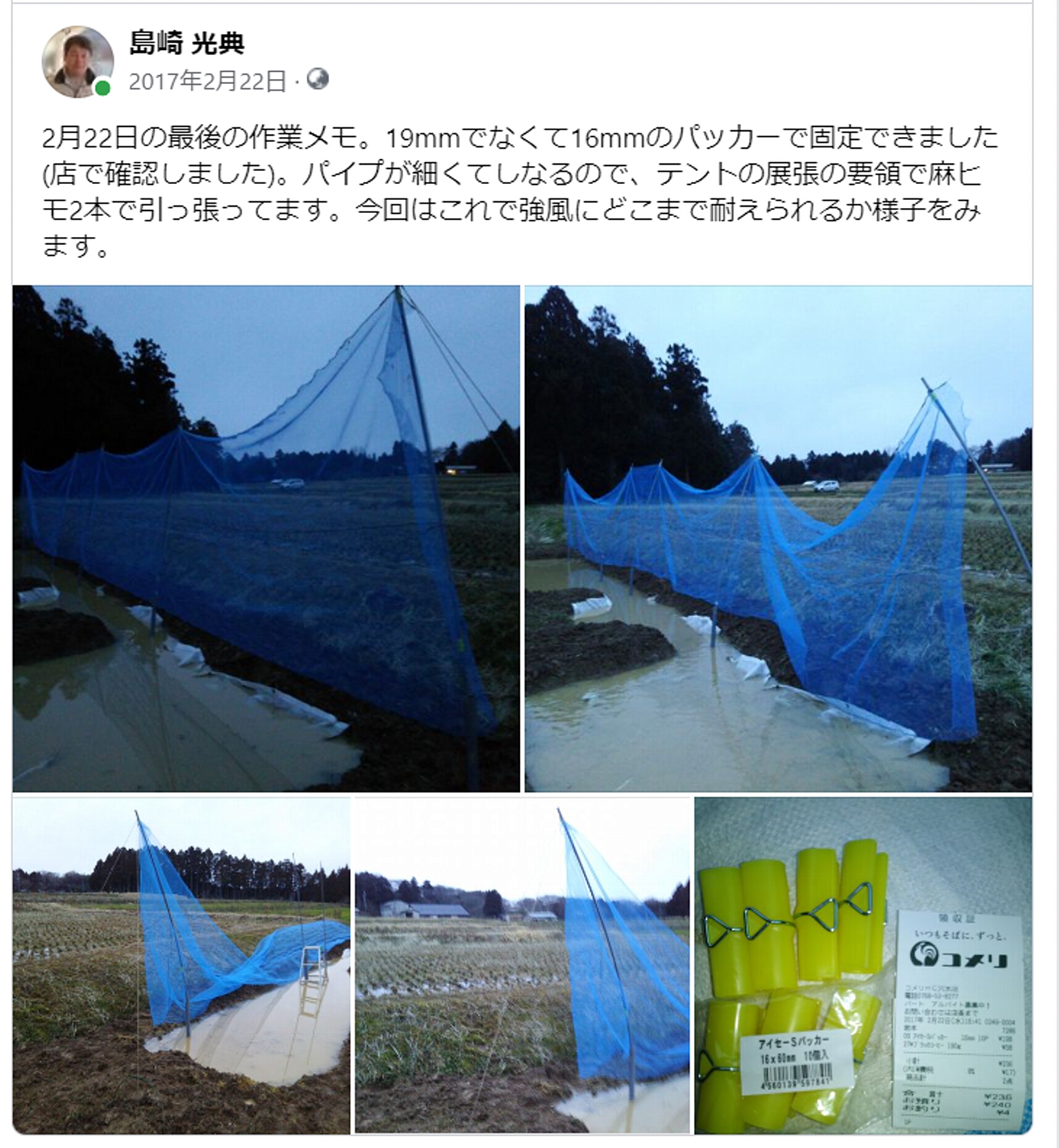 今は防風目的のソルゴーを試してます-2023-02-22