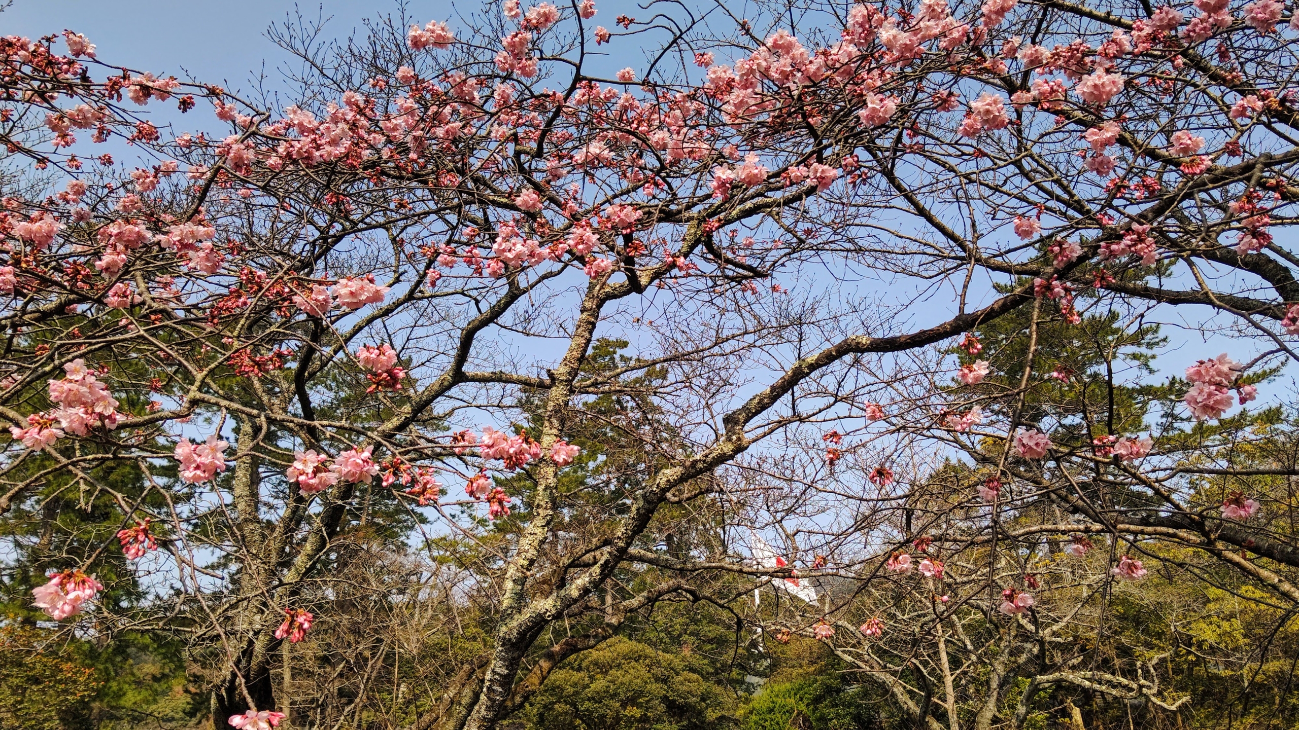 出雲大社です。かわづ桜が咲いていました-2023-03-08