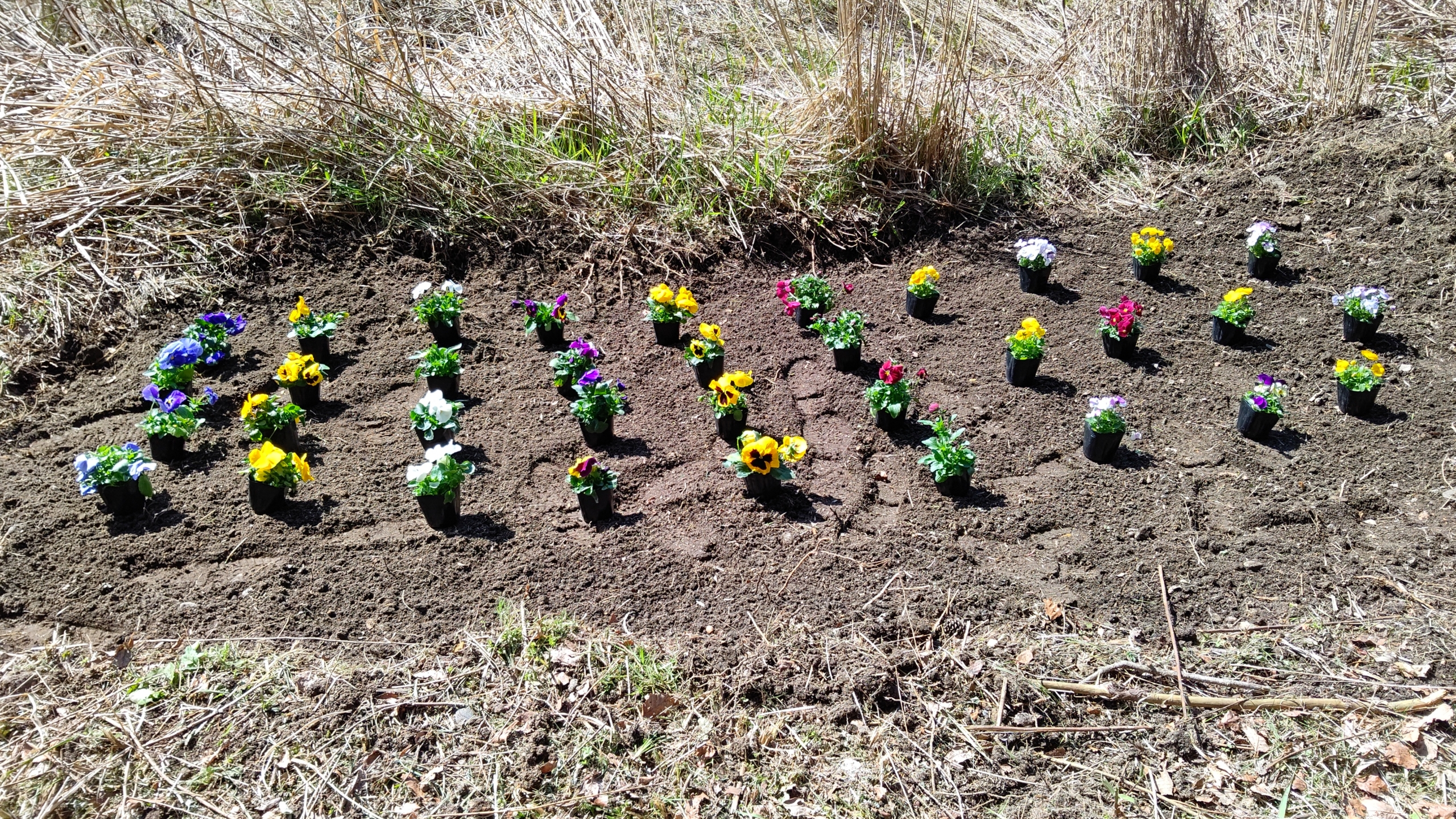 甲駅にパンジーとビオラを合わせて50株植えました-2023-03-20
