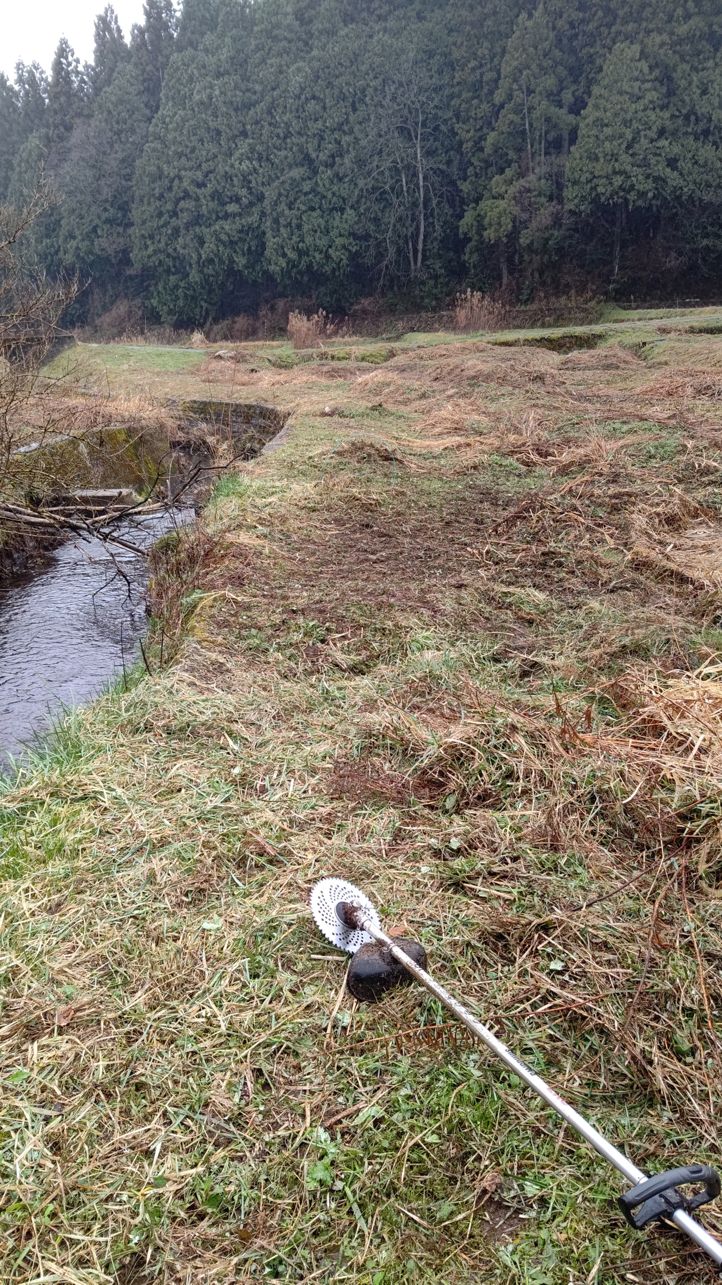 昨日の雨でいい感じで水がたまった-2023-03-24