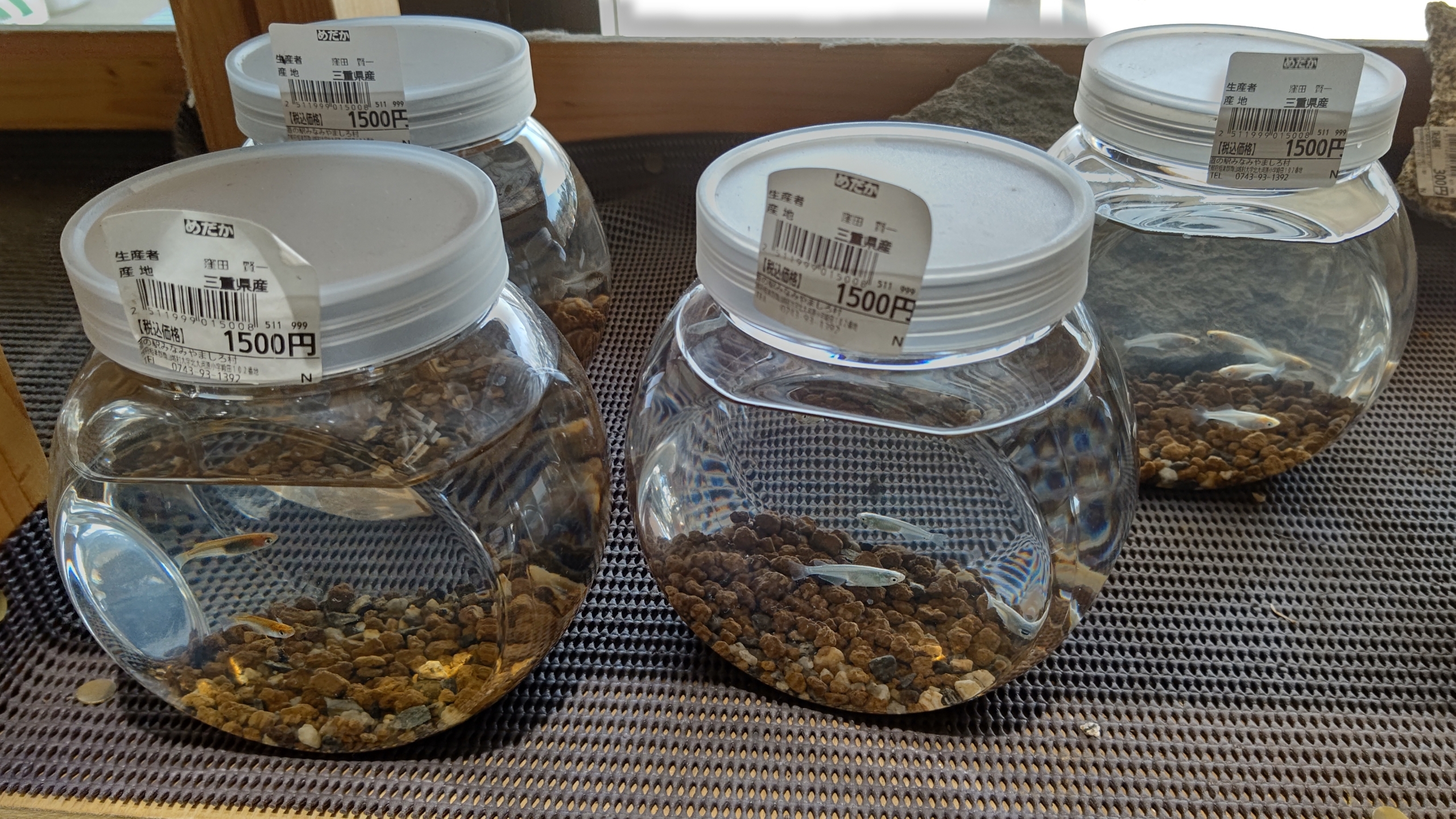 購入したメダカについては勝手に自然界に放してはいけないことになってます-2023-03-29