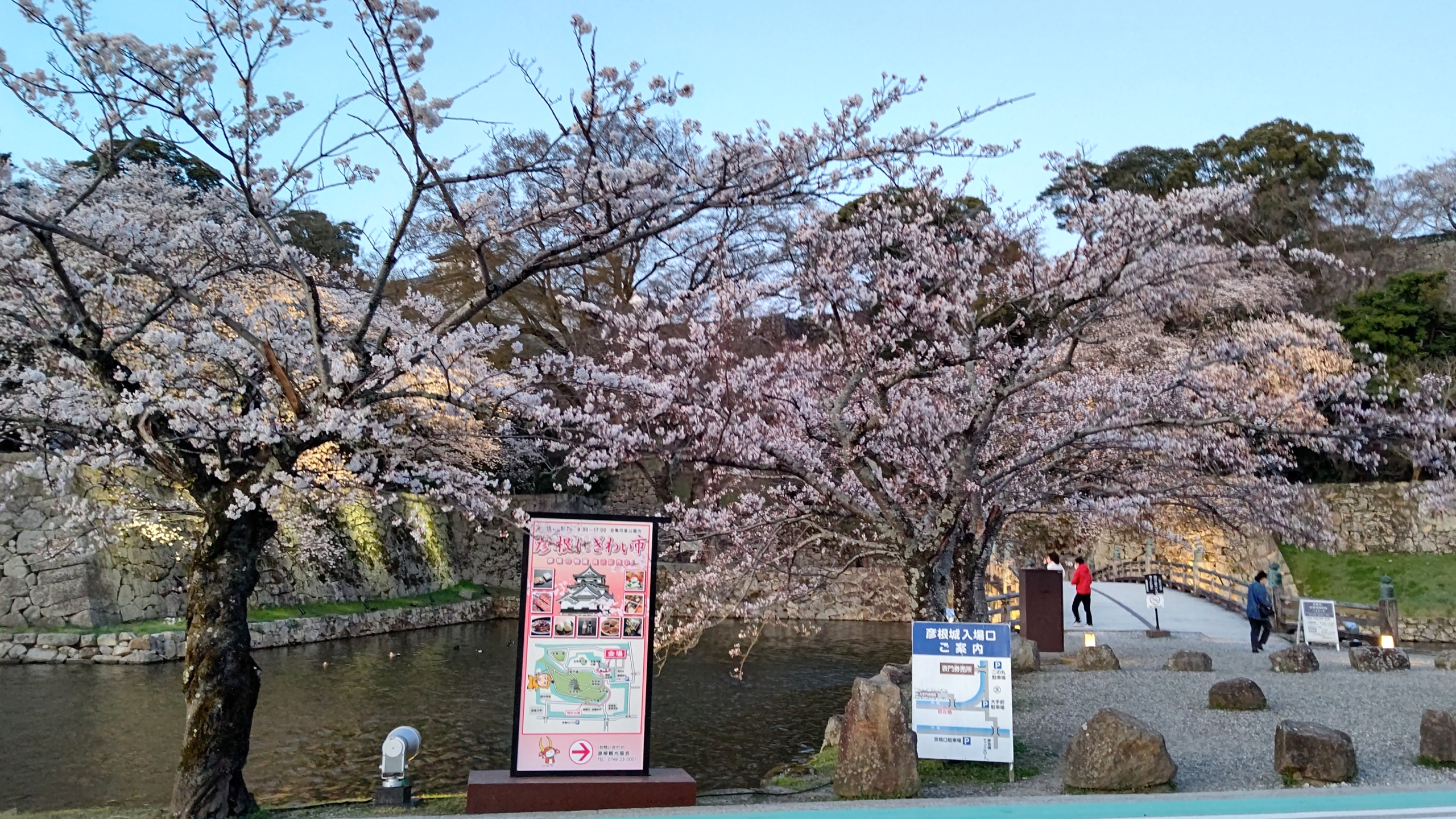 彦根まで来たので、彦根城の桜を見てました-2023-03-28
