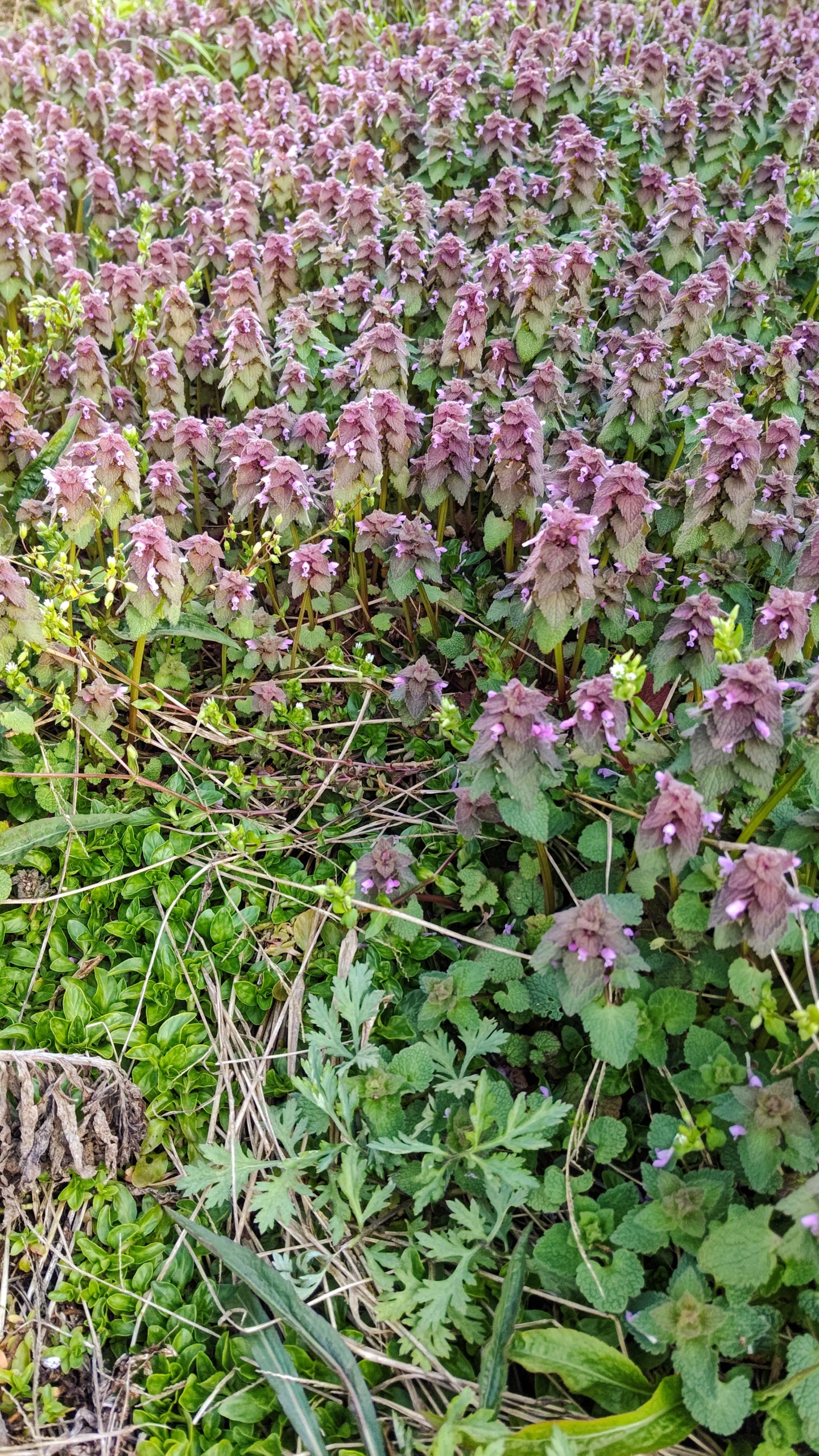 自家採取用ほ場の今の状態を見てきた-2023-03-29