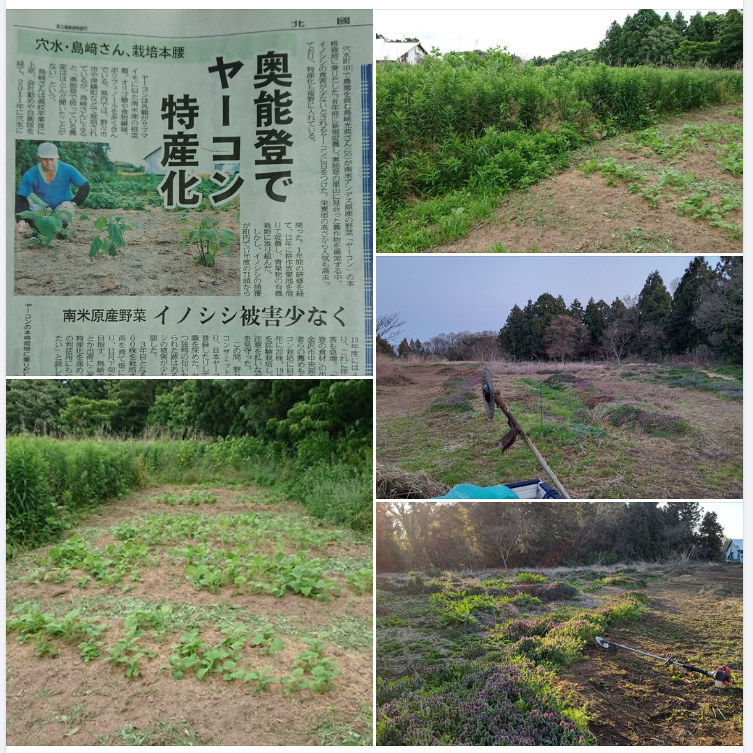 セイタカアワダチソウを根っこから取り除いて農地を作ってます-2023-04-04