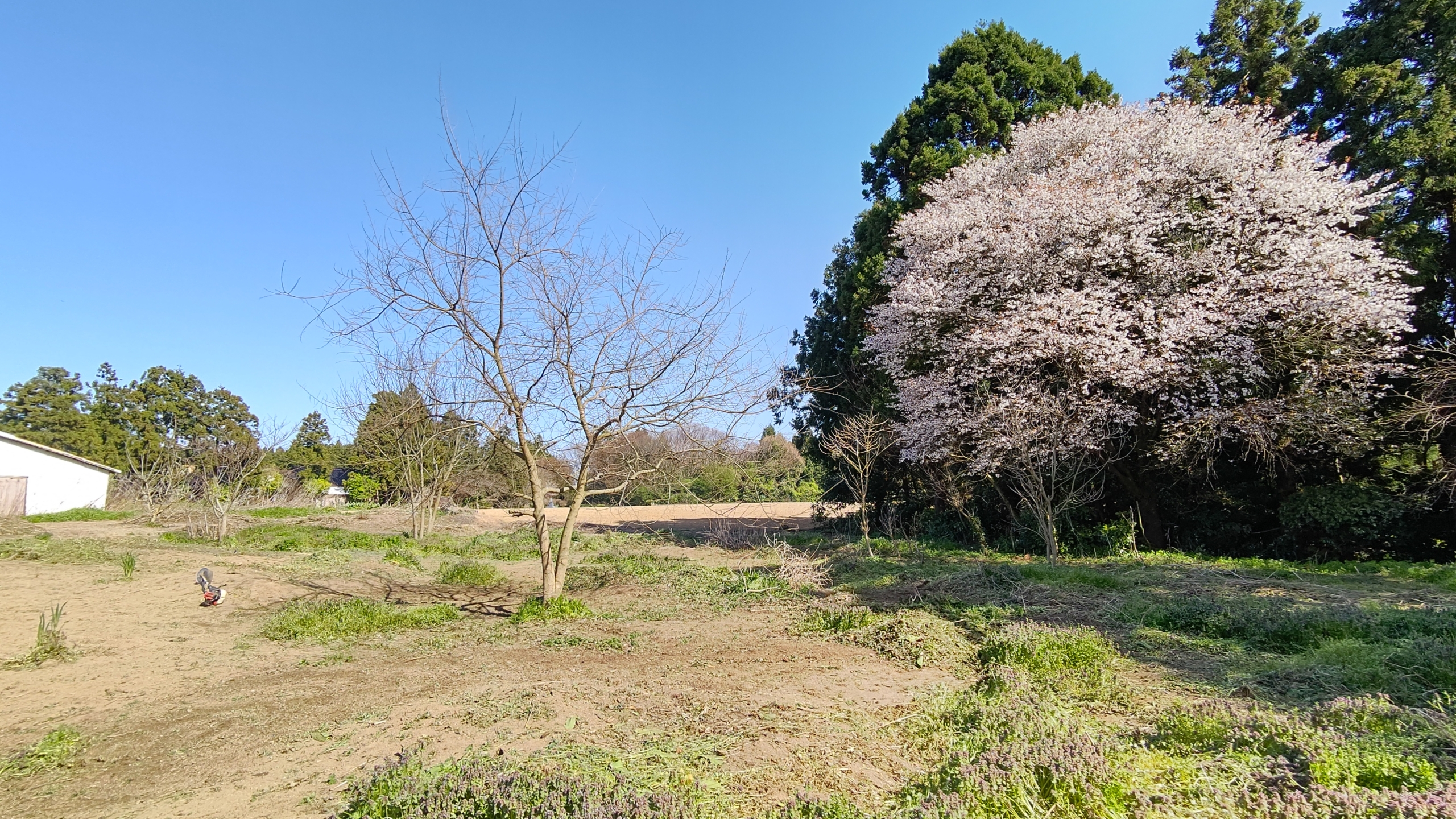 草刈り機を使う作業は終わった。次は開墾鍬で雑草の根を掘り起こす作業です-2023-04-10