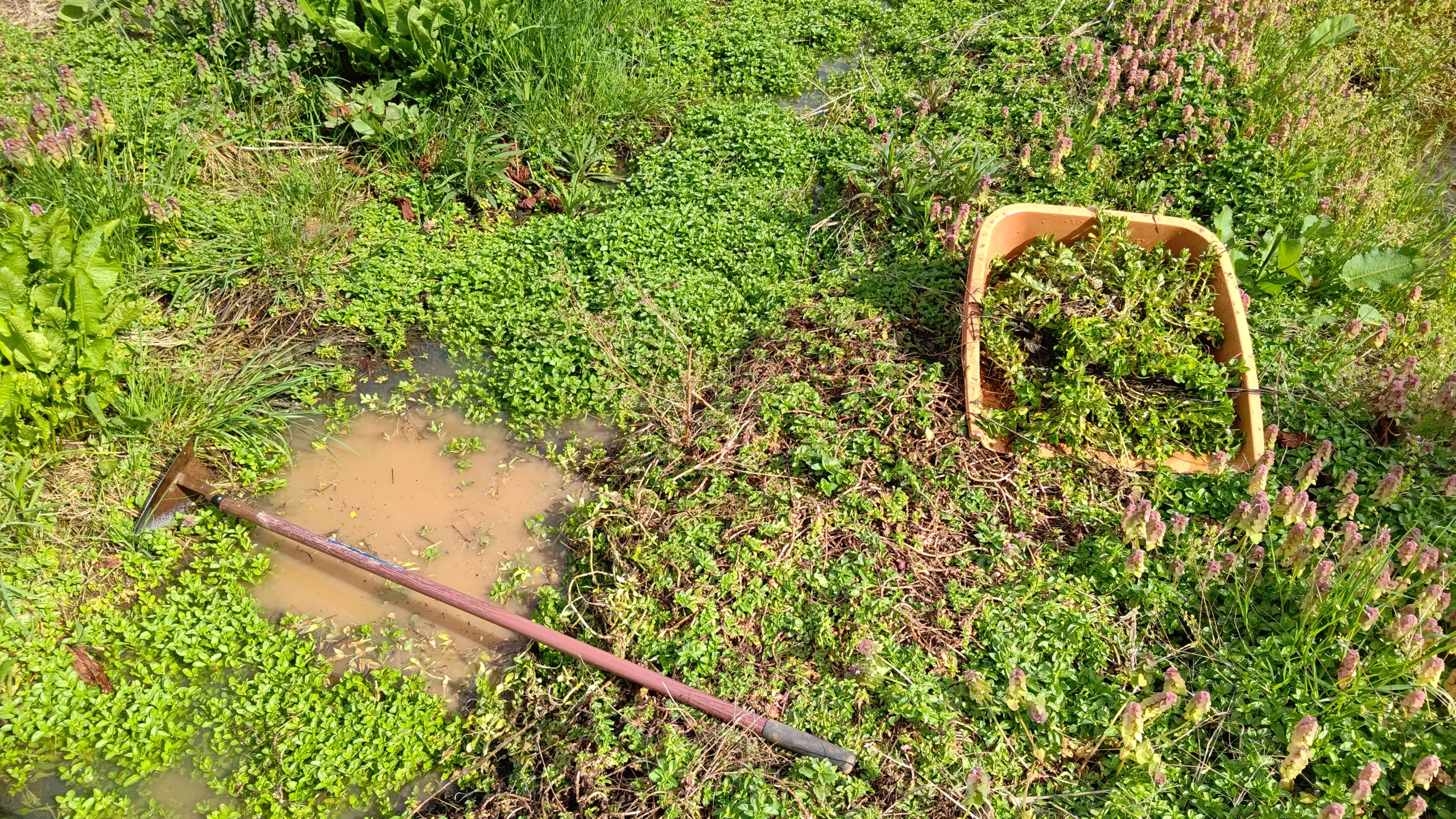 ペニーロイヤルミントが水たまりも平気だったのは初めて知りました-2023-04-16