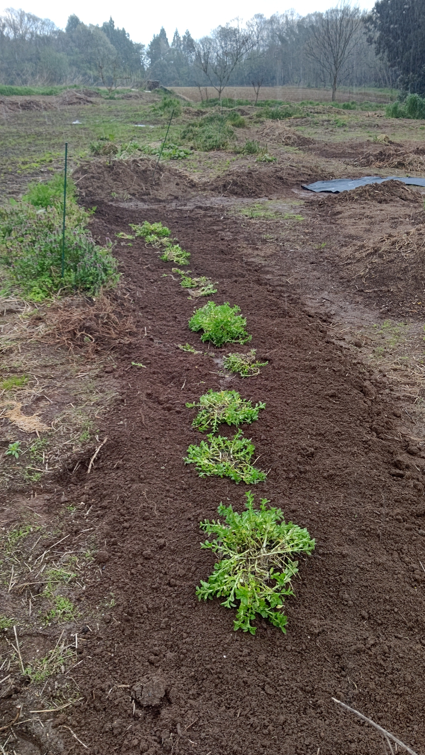 株分けしたペニーロイヤルミントを畑の周りに植えた-2023-04-17
