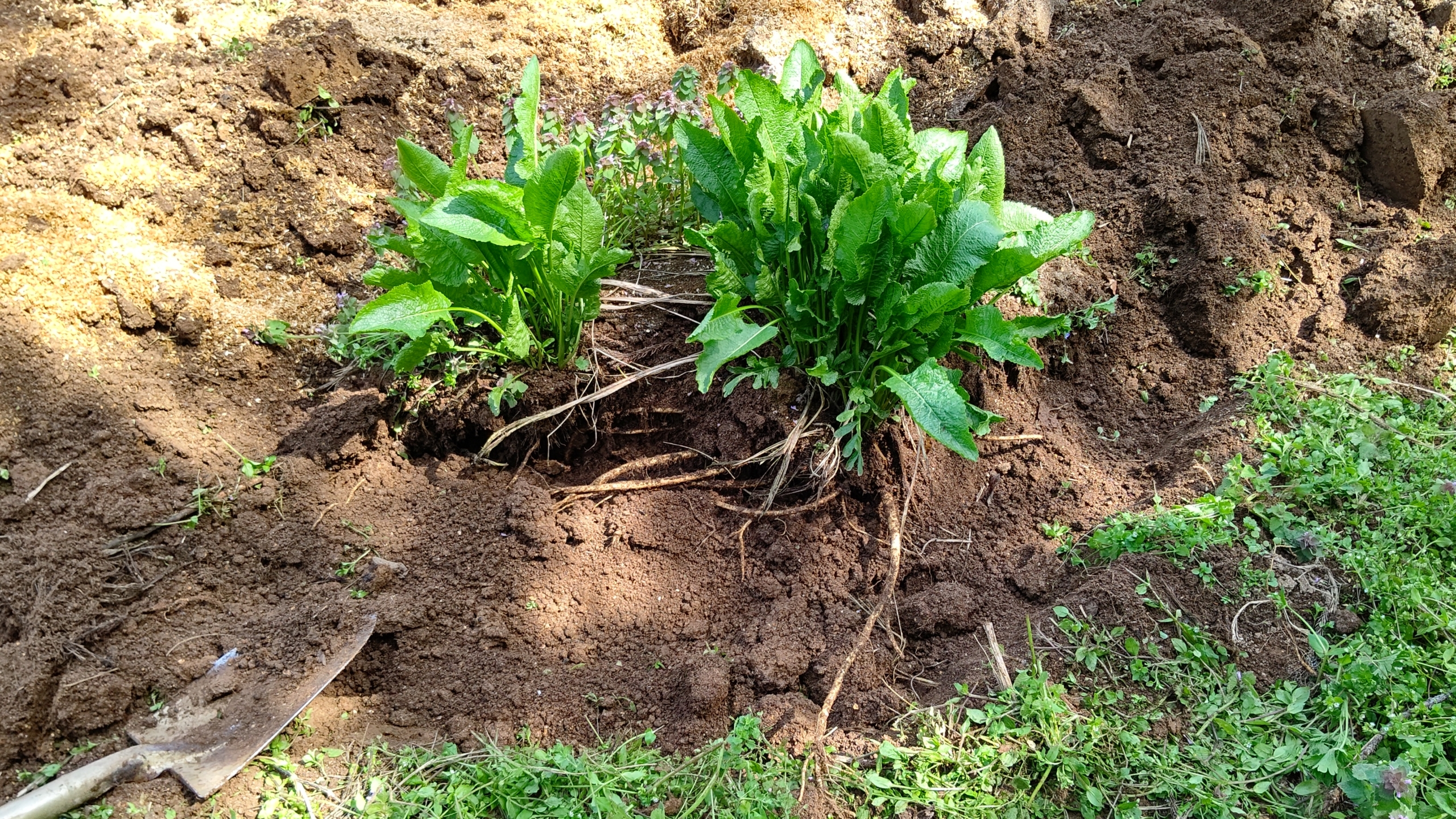 山わさび（西洋わさび）です。ずっと埋めっぱなしにしてました-2023-04-21