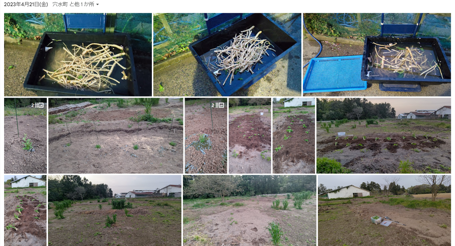 山わさび（西洋わさび）の植えつけしてました-2023-04-21