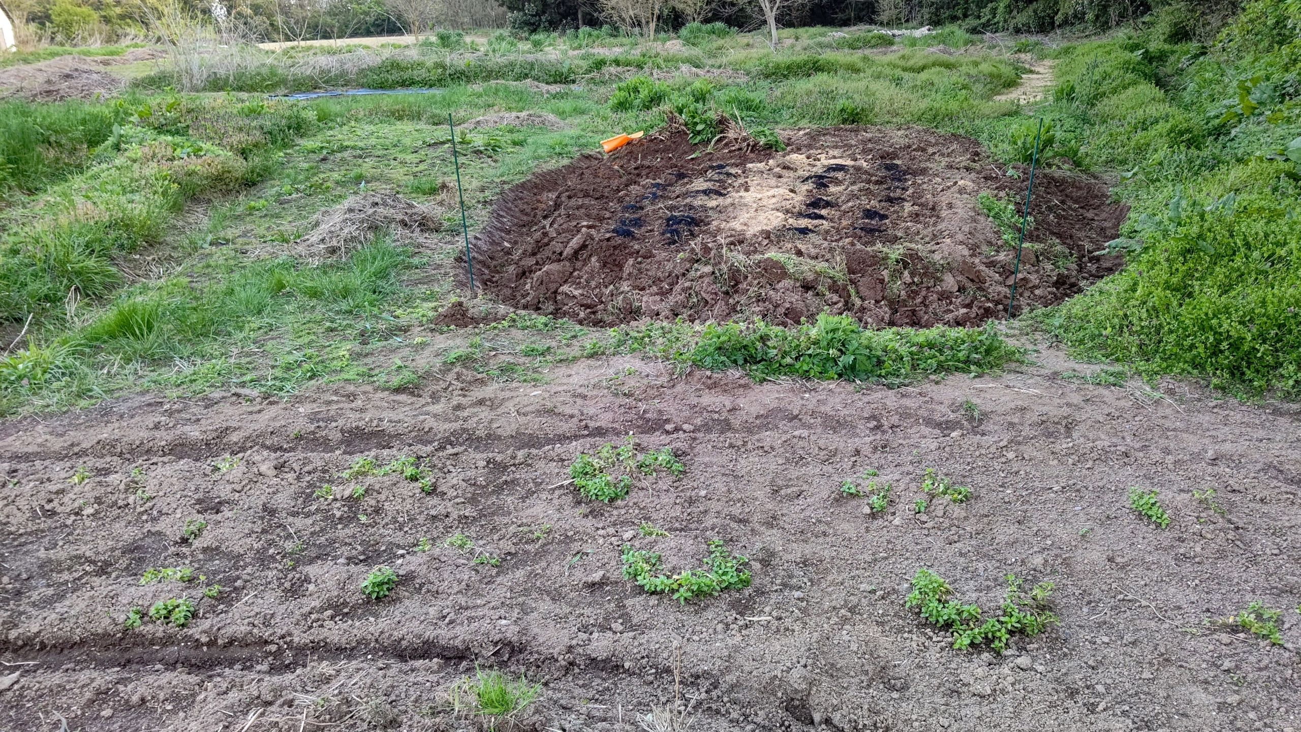 ヤーコンの種いもを埋めて周りに山わさび（西洋わさび）を配置しました-2023-04-22