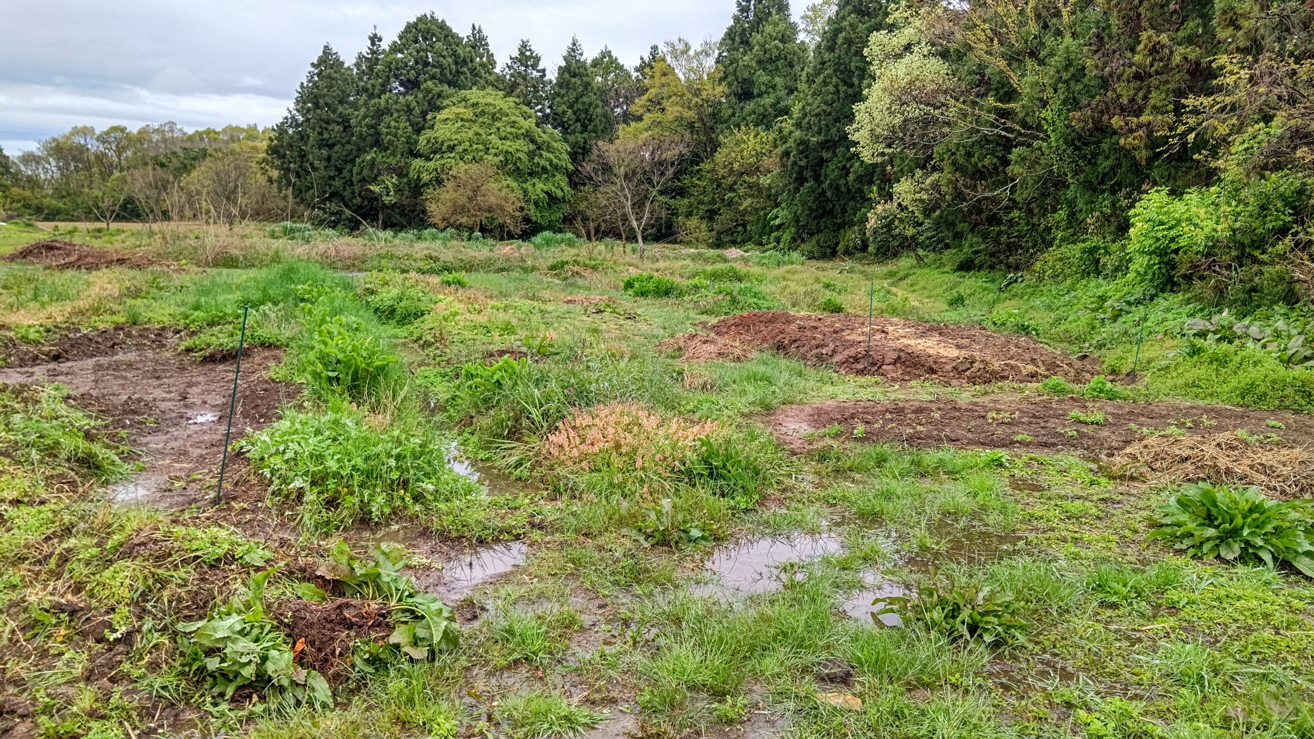 イノシシ対策用の工事をまだしてます-2023-04-26