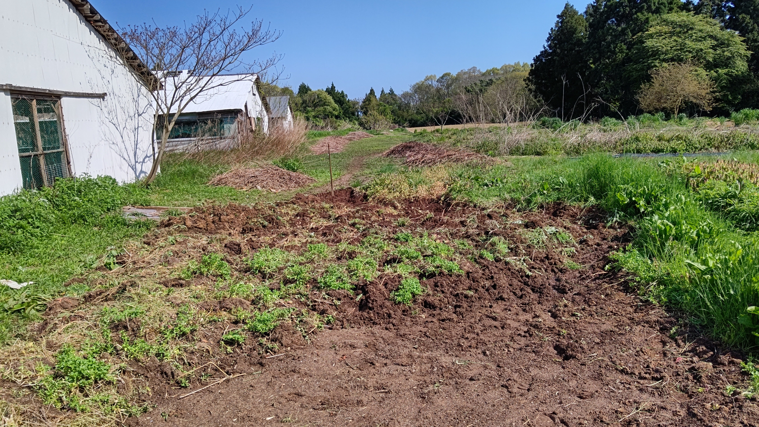 拡張した畑でクワとスコップでイノシシ対策用の作業中です-2023-04-27