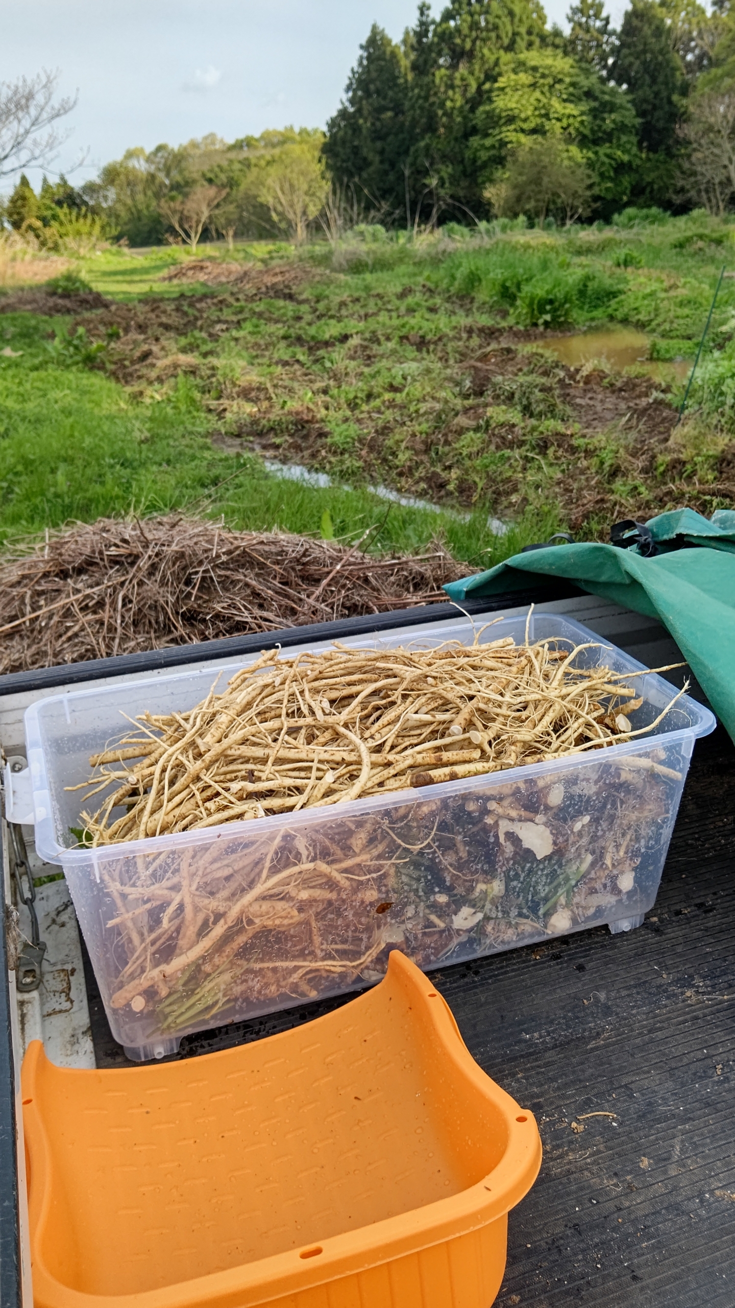 山わさびをイノシシ避けで埋めてみました-2023-04-30