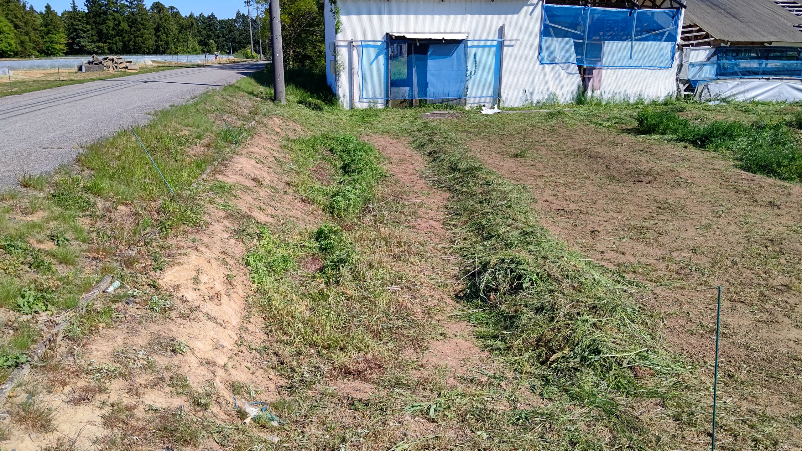 去年斜面に植えてみたペニーロイヤルミントが上手く成長できた-2023-05-17