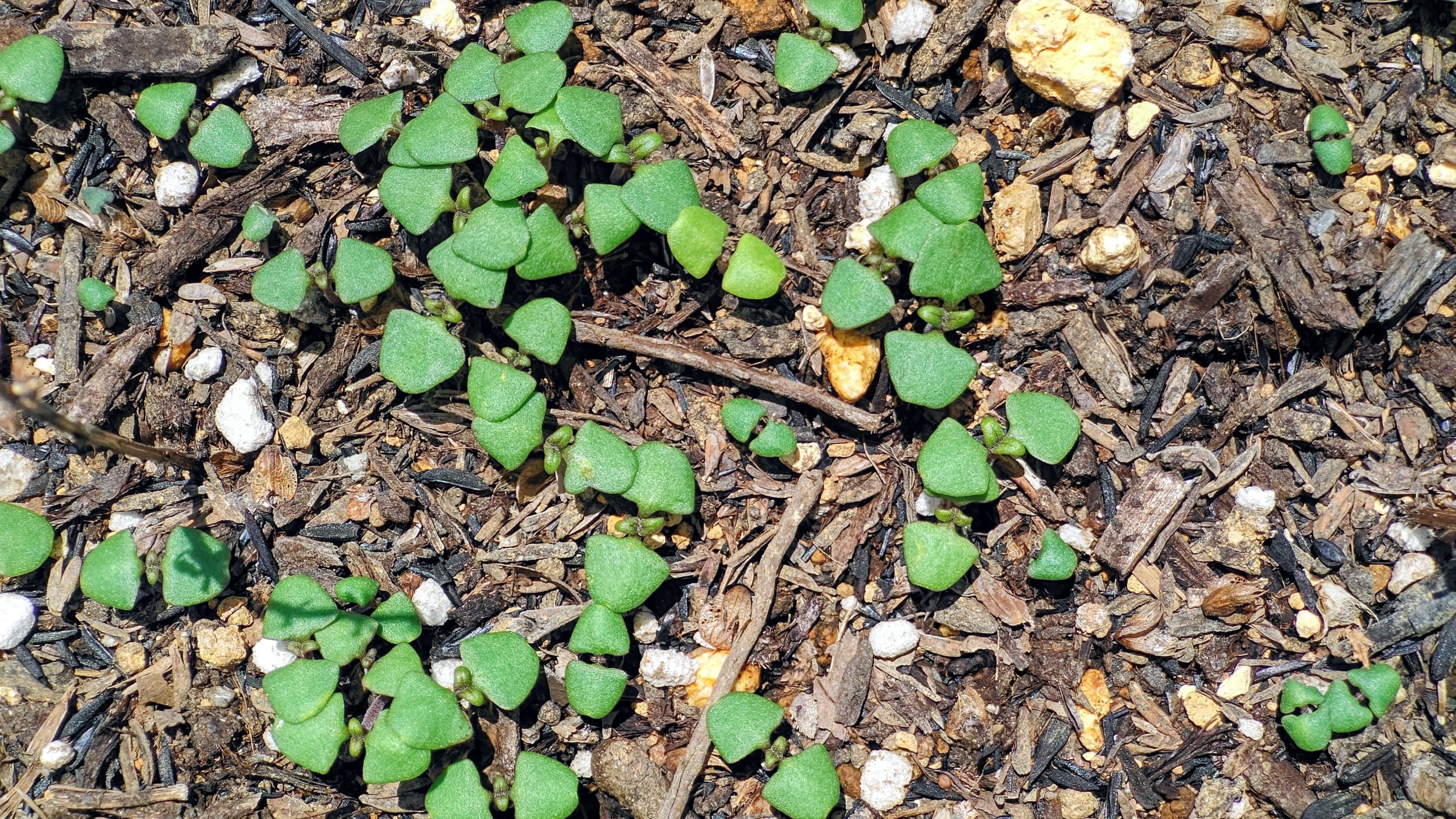 タイ料理のガパオライスで使うホーリーバジルです。今年から種取り兼ねて試作しています-2023-06-03