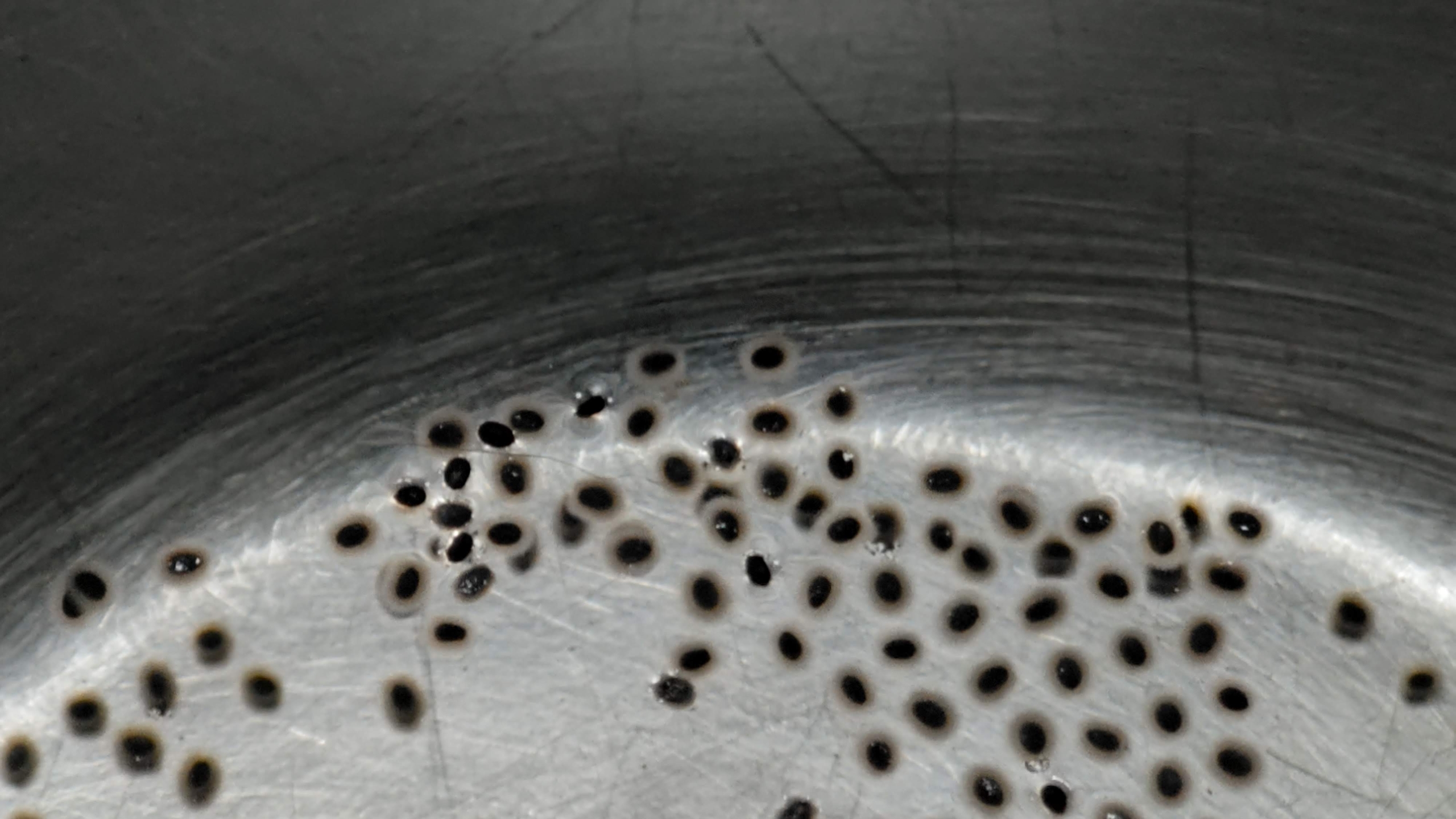 こちらは市販されているホーリーバジルの種です-2023-06-03