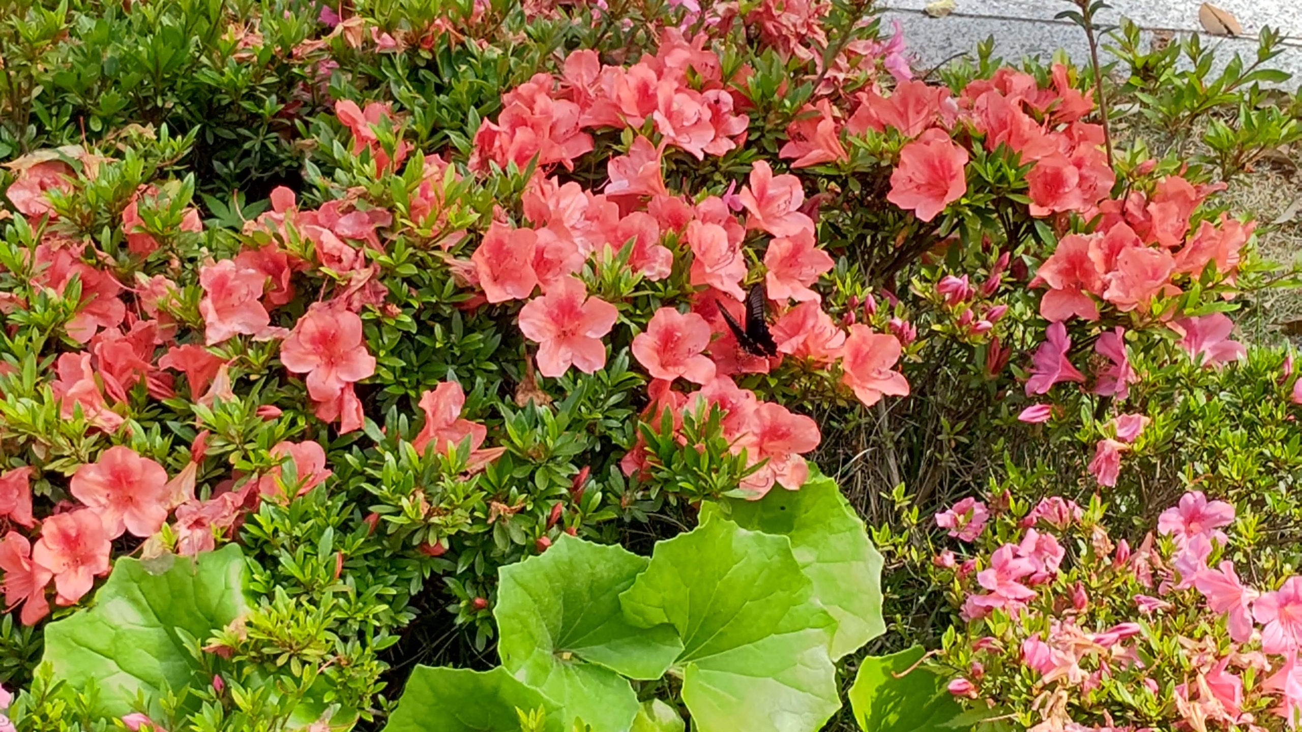 クロアゲハを見かけた-2023-06-06