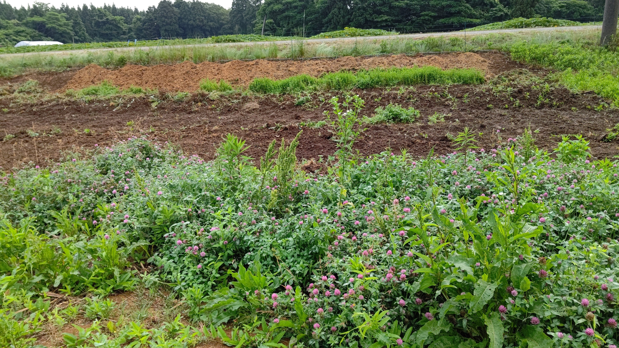 赤クローバーは自生していたものを増やしています-2023-06-12