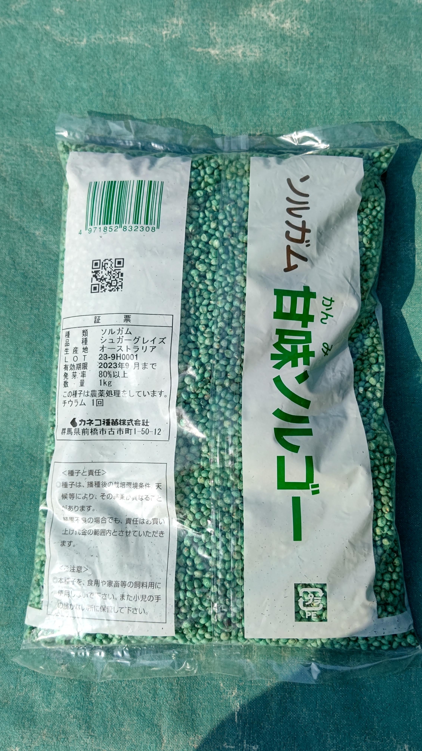 今年も試作しているスイートソルゴーが発芽してきた-2023-06-26