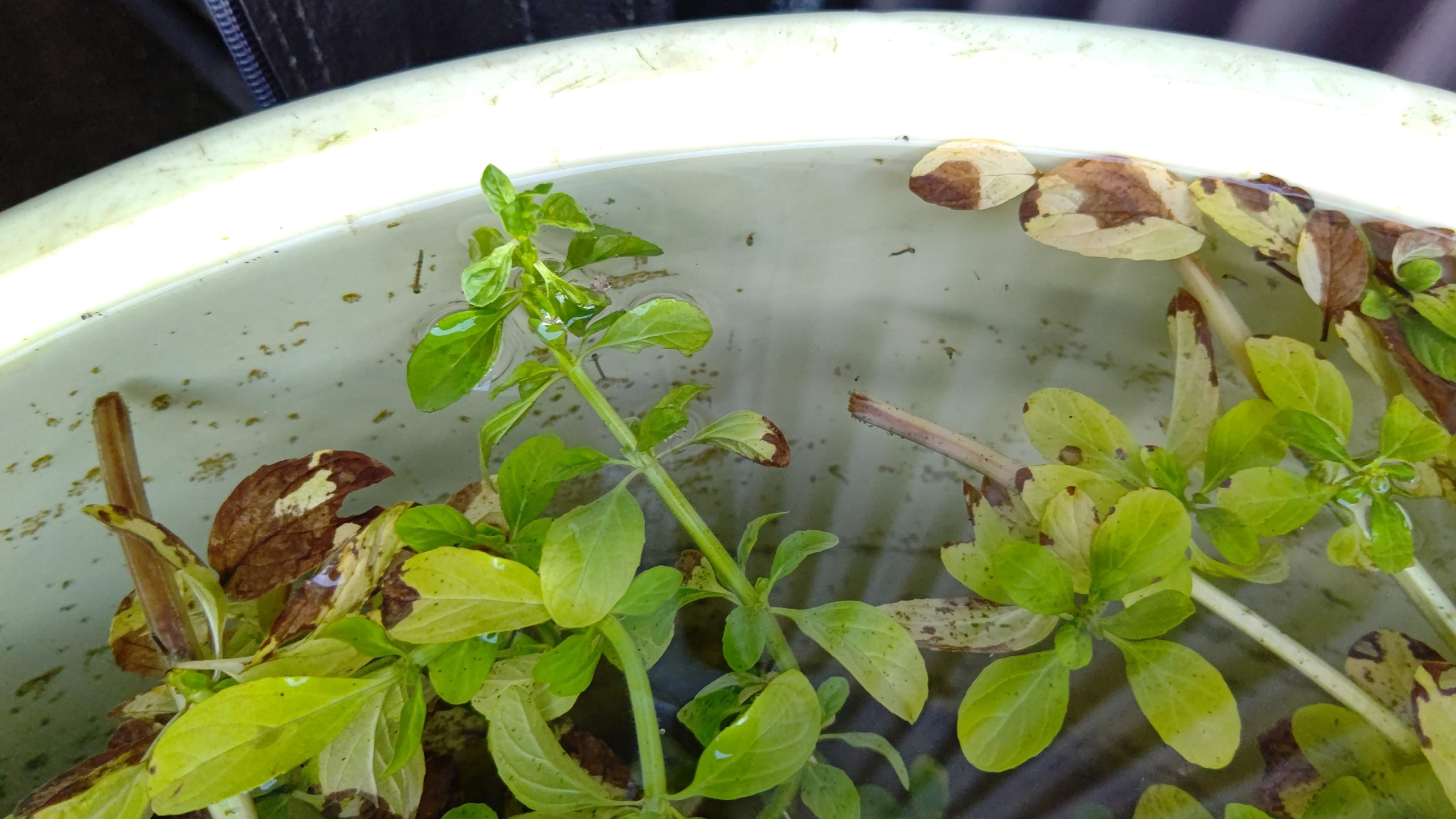 ペニーロイヤルミントを入れていたオケにボウフラがわいてた-2023-07-10