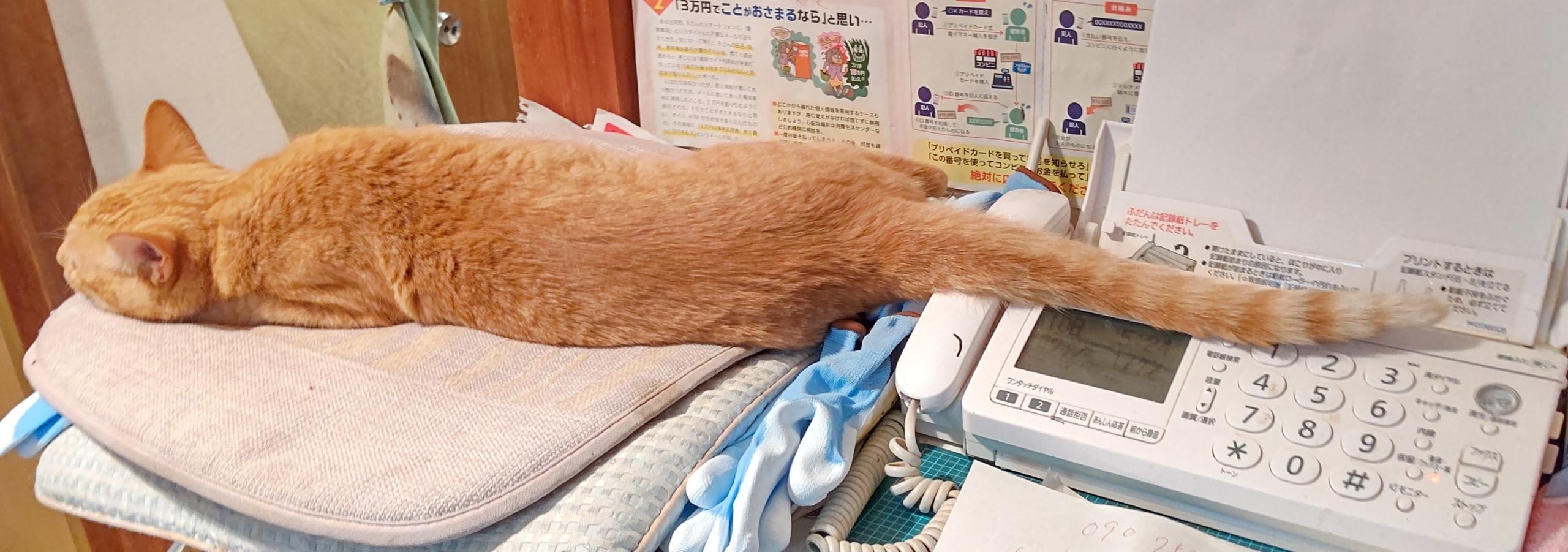 ツチノコ見つけた!-2023-08-11