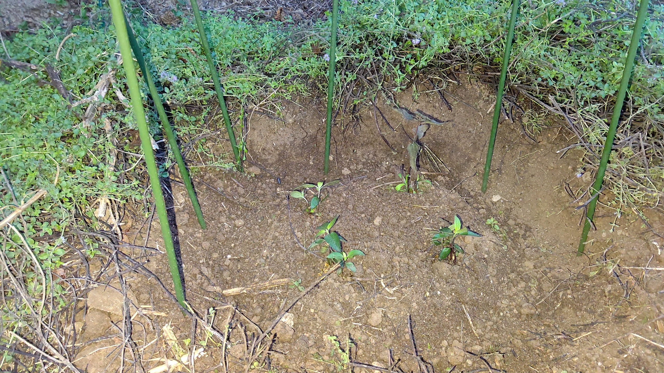 姫ひまわりバーニングハートをペニーロイヤルミントの中に植えつけました-2023-09-15