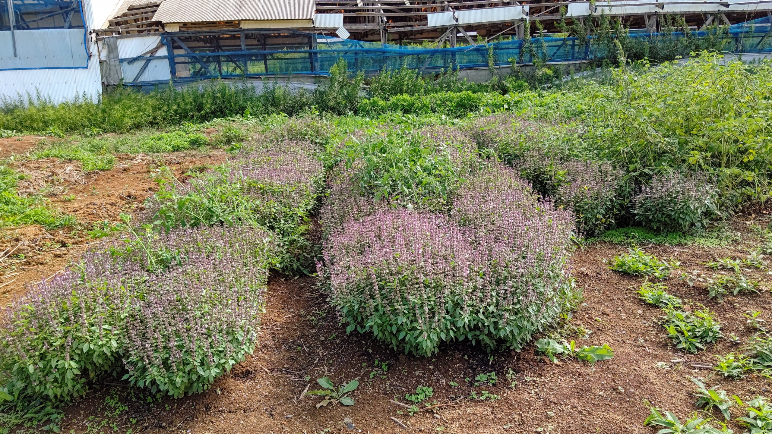 ホーリーバジルと一緒に植えてみた世界一トマトです-2023-10-01