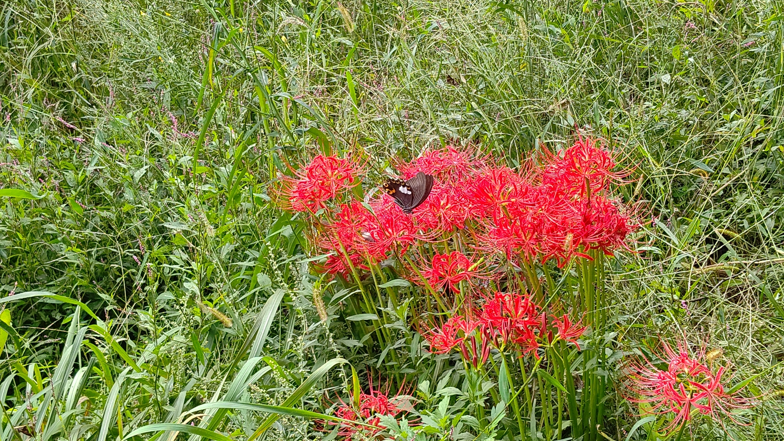 彼岸花(ヒガンバナ)に、てふてふが花の蜜を吸いに来てました-2023-10-02
