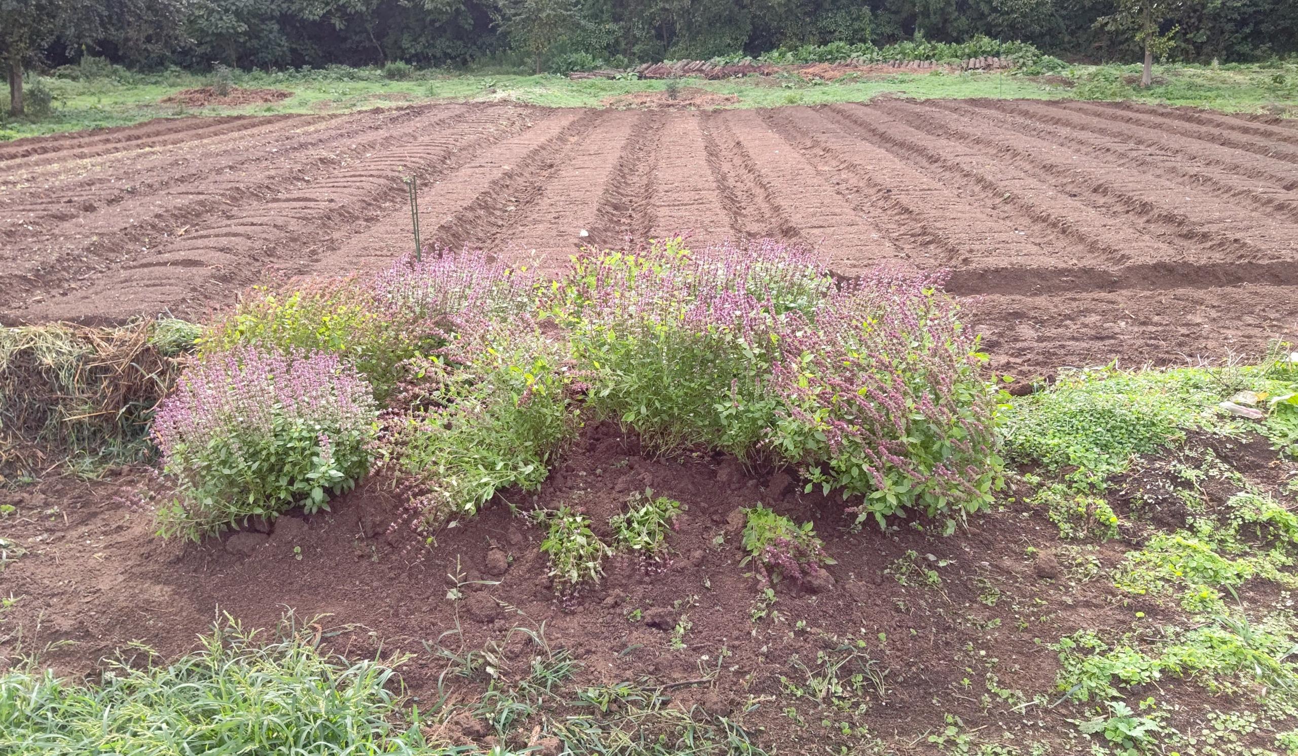 試作のにんにくは5050片植えつけました-2023-10-15