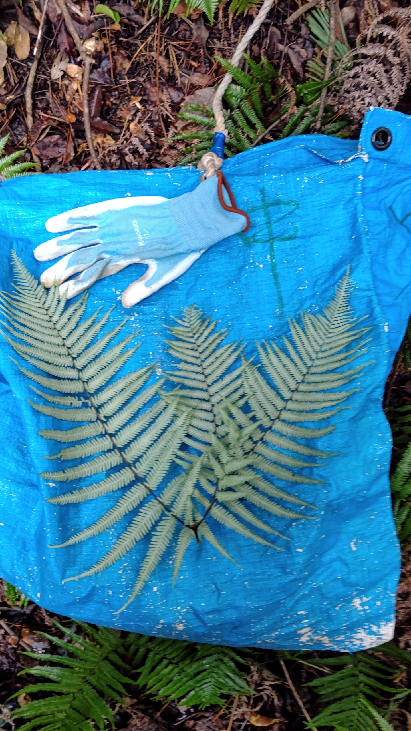 ウラジロを取りに山に入ってます-2023-10-24