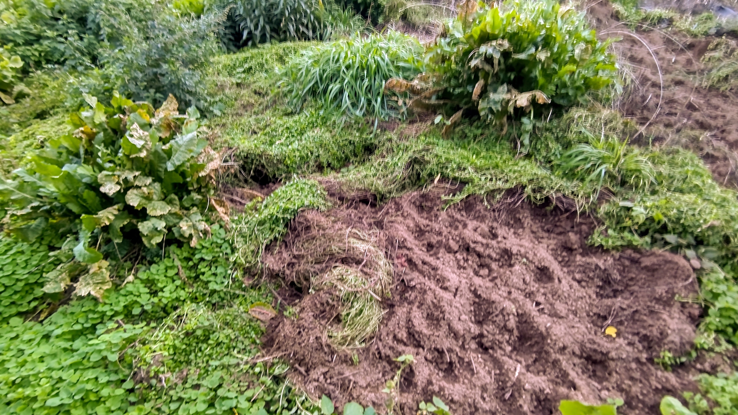 イノシシがペニーロイヤルミントを1mほど掘るようになった-2023-11-01