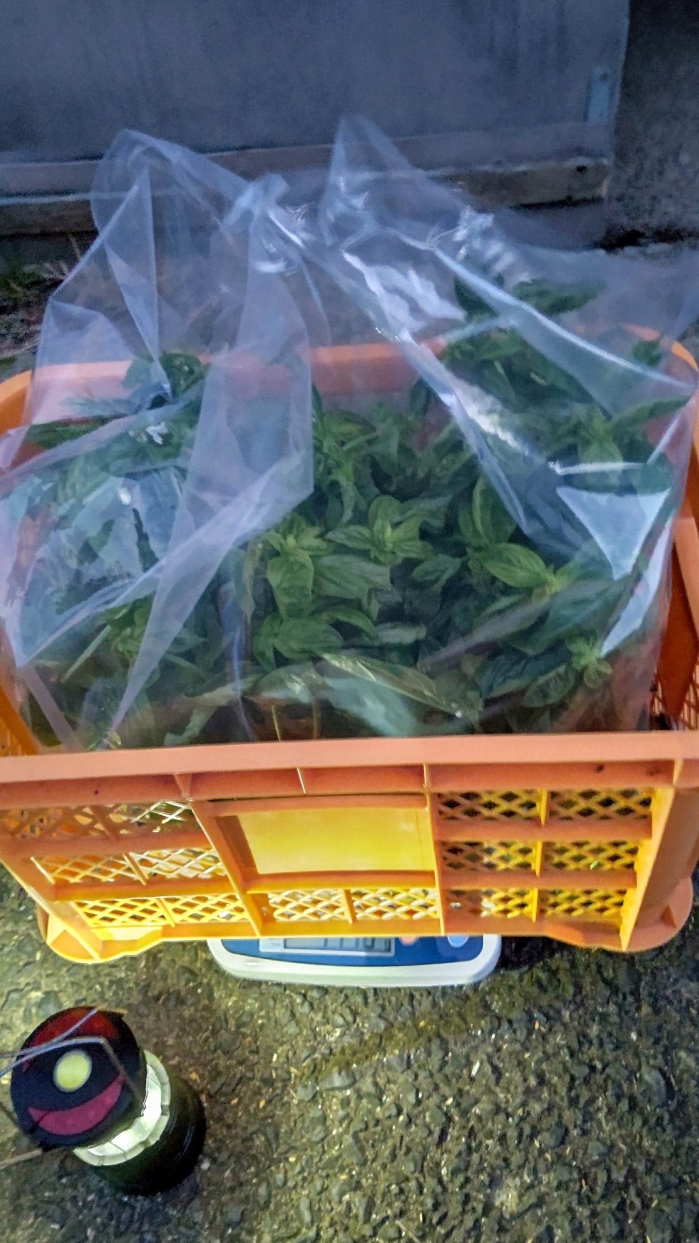 収穫コンテナ1つ分のスイートバジルを森本石油さんに届けました-2023-11-01